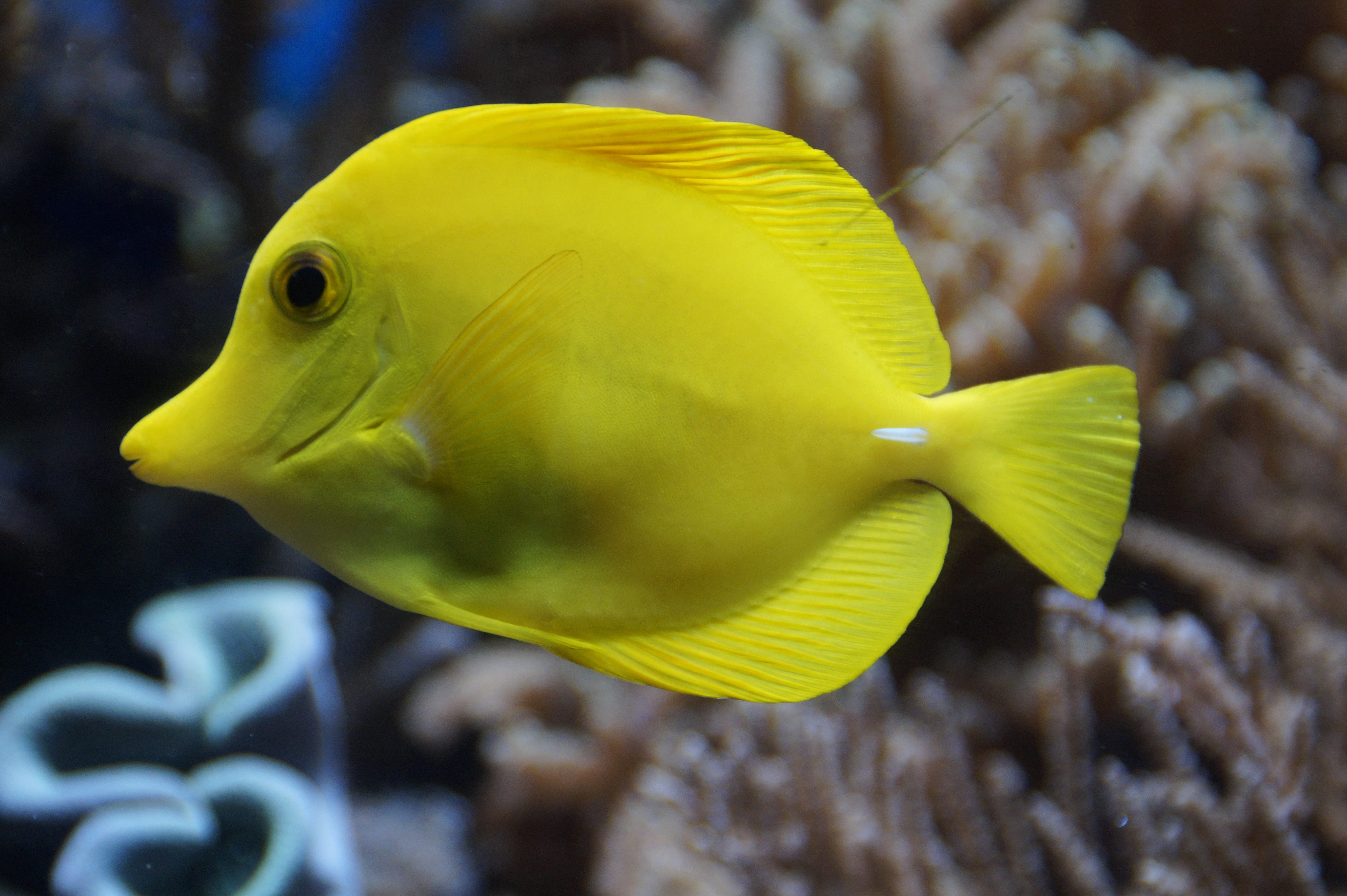 meeresbewohner, vertebrate, sea, water, yellow, sea life, coral, one animal, animal themes, close-up, saltwater fish, animal wildlife, no people, animals in the wild, HD Wallpaper