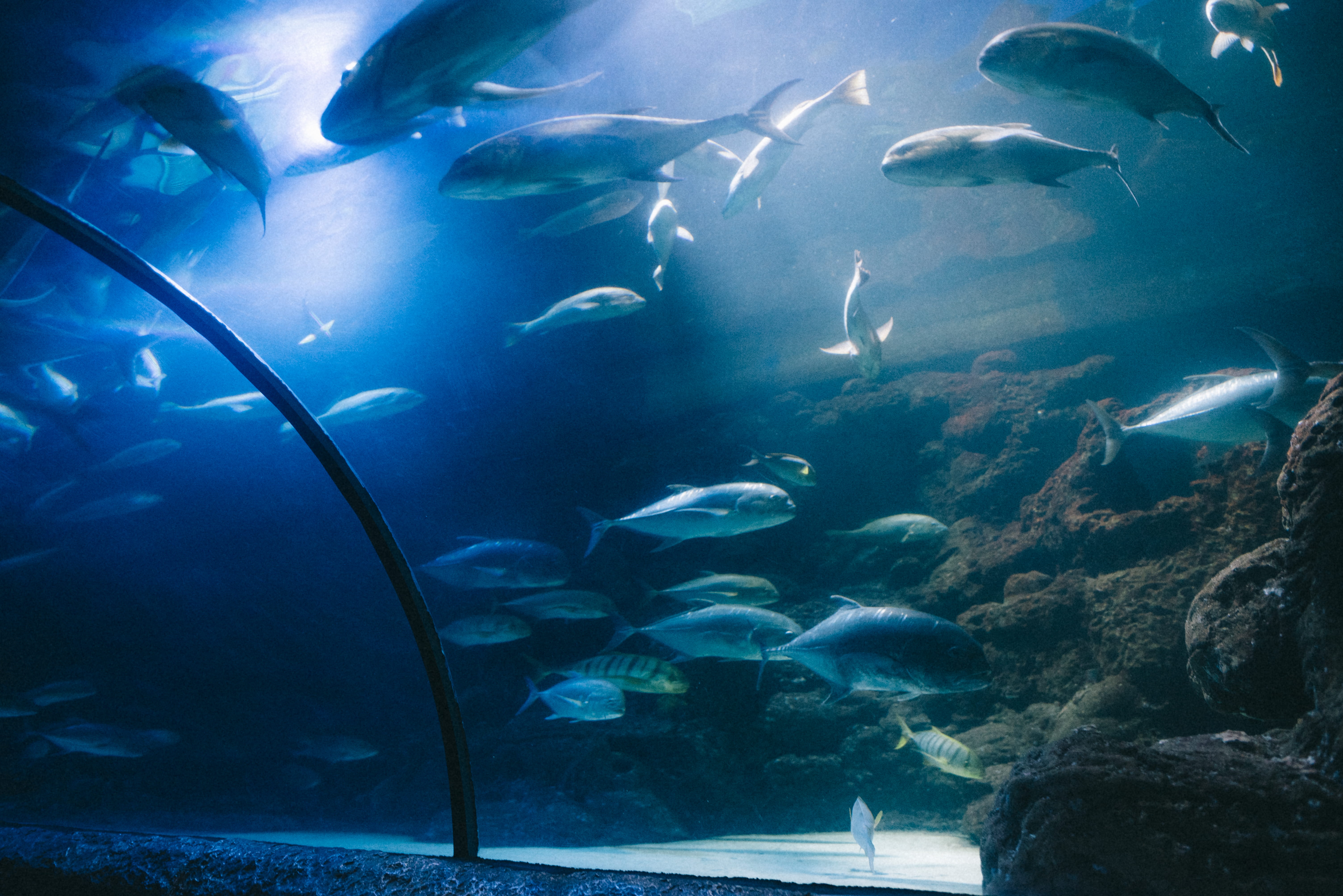 animal, swimming, tank, 5K, coral reef, herring, aquarium, vertebrate, school of fish, sea life, reef, surgeonfish, sea, animals in captivity, animal wildlife, HD Wallpaper