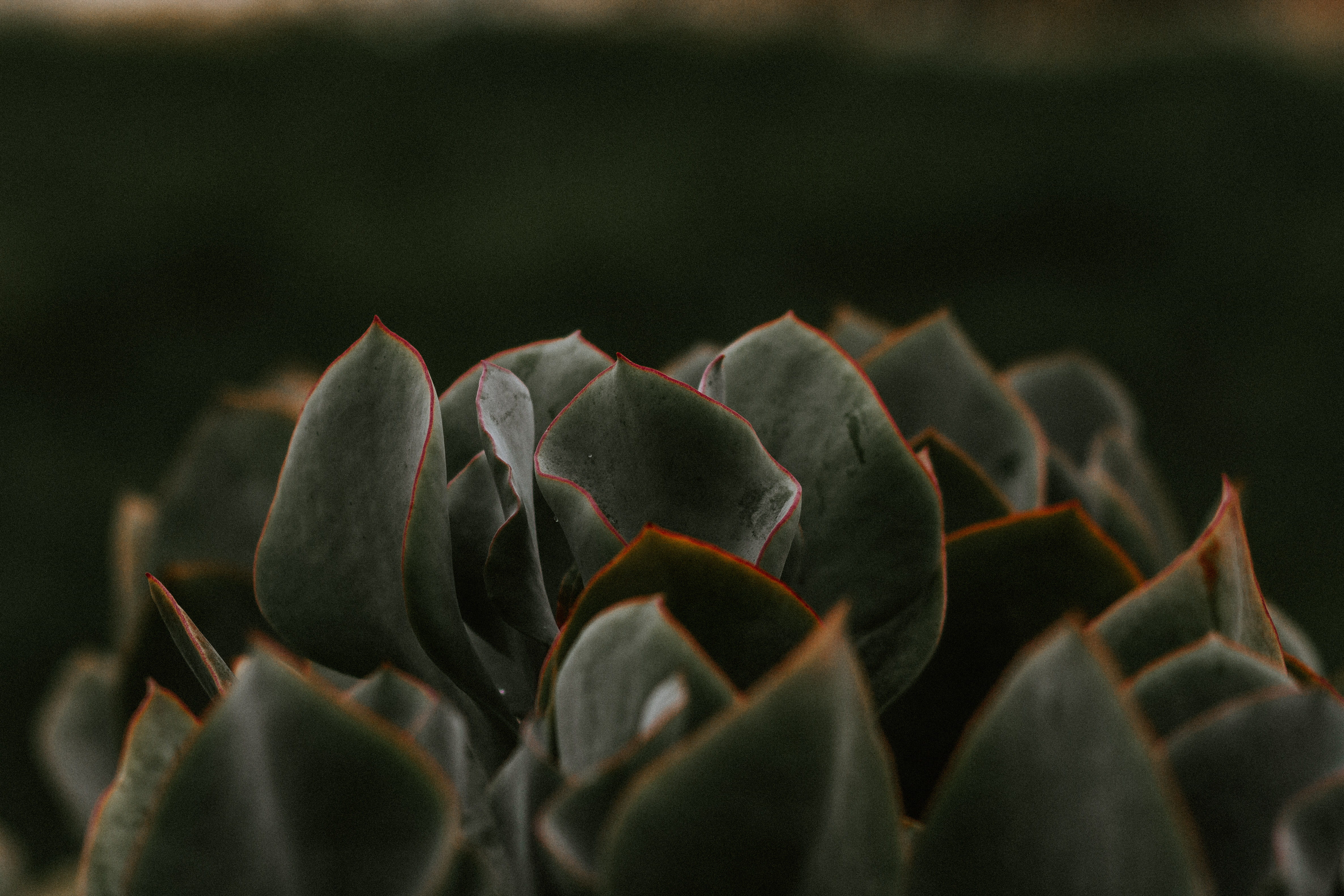 freshness, beauty in nature, sprout, close-up, bud, outdoors, flowering plant, vegetation, cactus, plant part, focus on foreground, lily, sea life, moss, HD Wallpaper