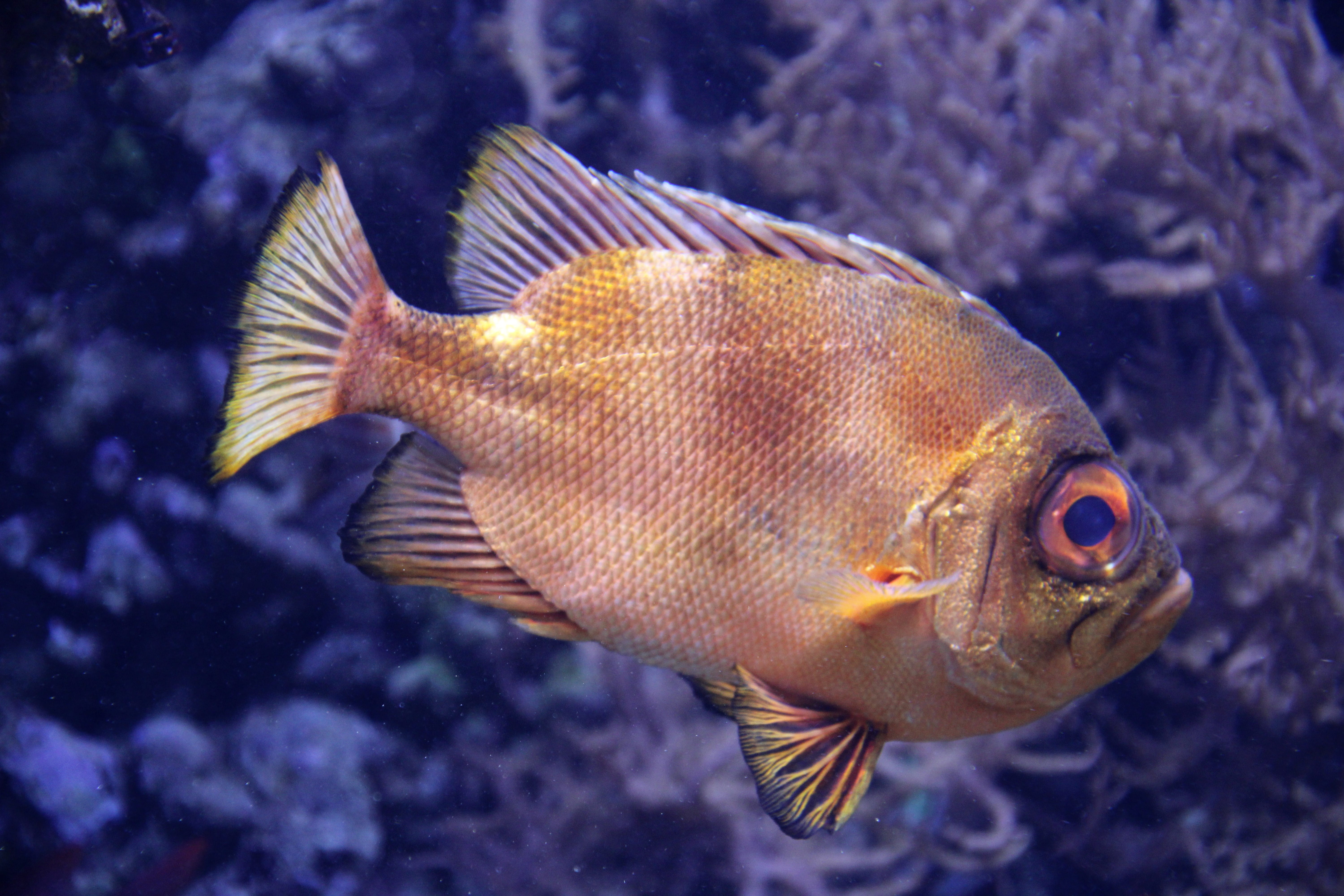 angelfish, sea life, tierpark hagenbeck, no people, animal themes, 5K, underwater, animal wildlife, sea, rock beauty, vertebrate, undersea, perch, surgeonfish, HD Wallpaper