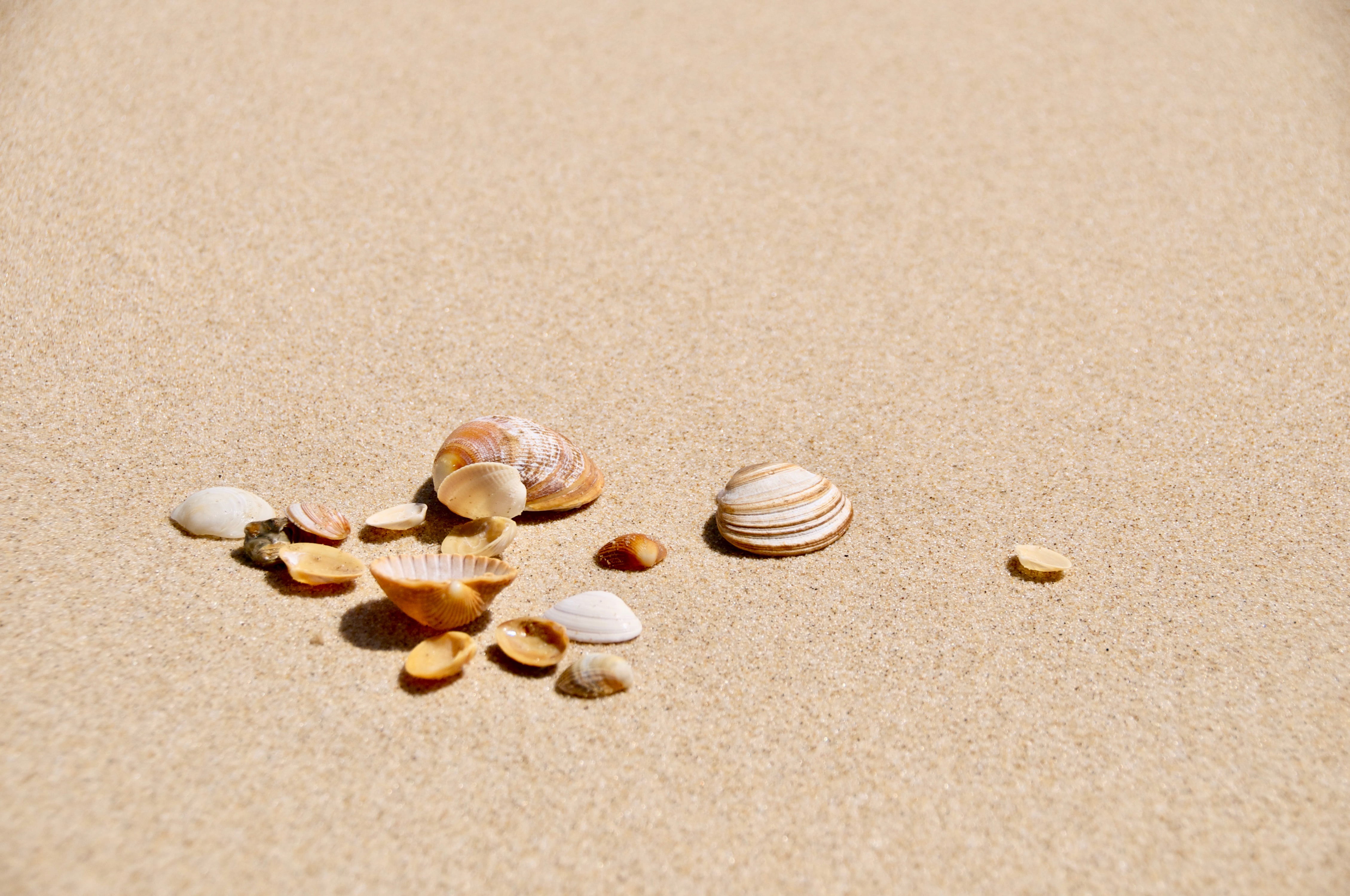 shell, sunlight, 4K, pill, surface, ocean, medicine, brown, invertebrate, high angle view, group of objects, close-up, day, summer, nature, seashell, sea, HD Wallpaper