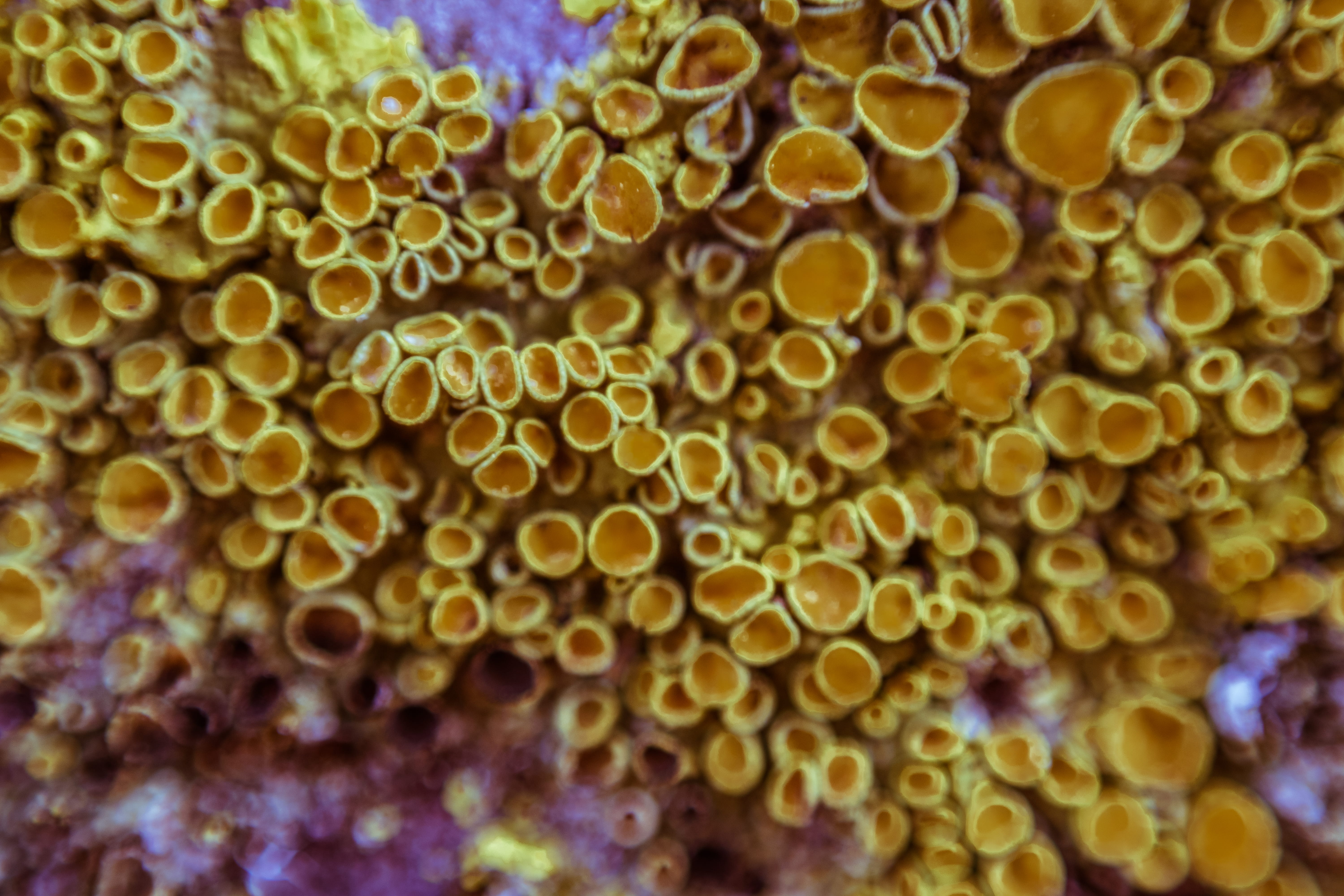mushroom, water, backgrounds, marine, sea anemone, fish, animal, amphiprion, underwater, close-up, coral reef, outdoors, sea life, ocean, natural pattern, HD Wallpaper