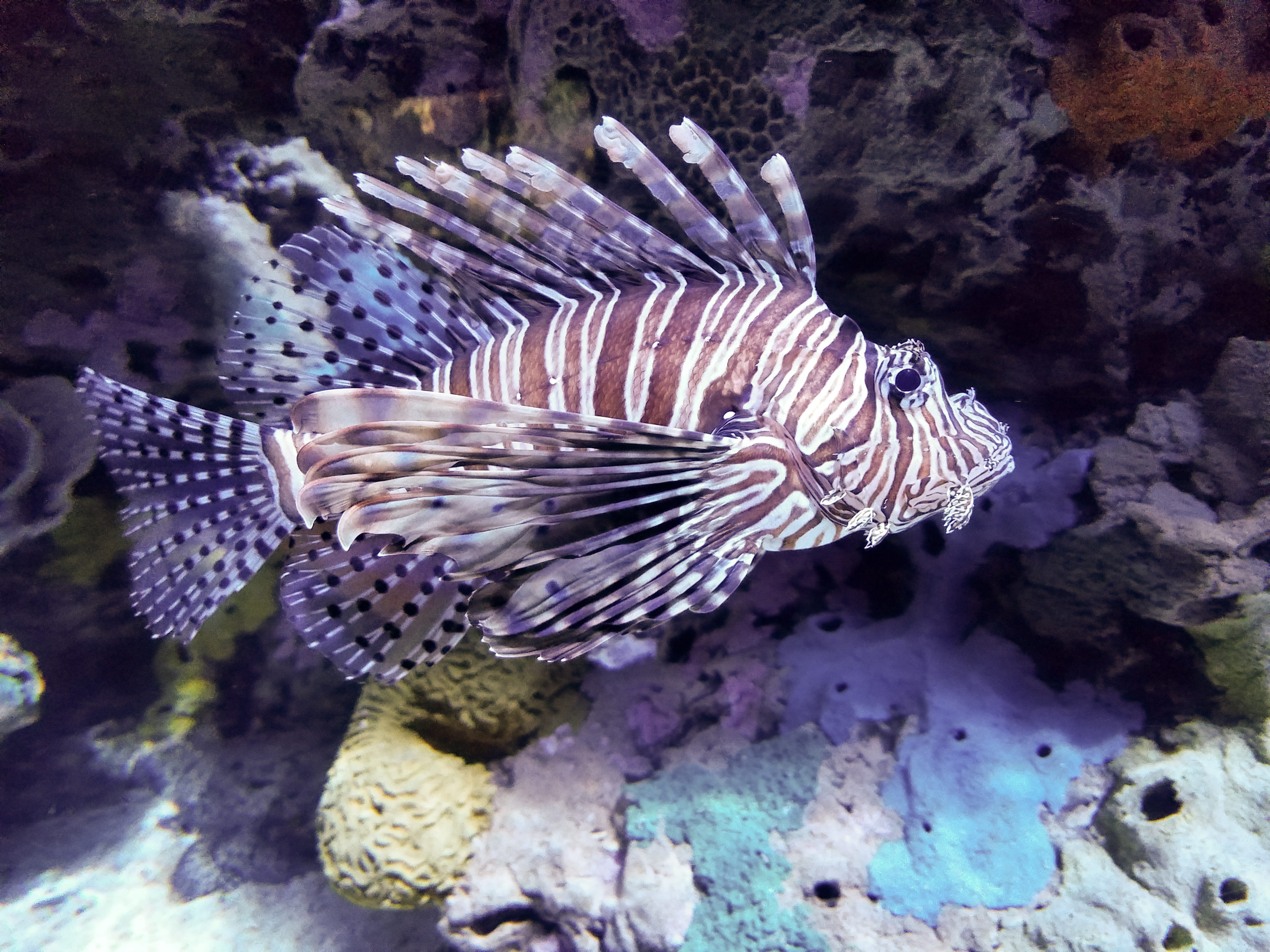 sea life, no people, puffer, coral reef, purple, one animal, 4K, natural pattern, animal wildlife, ocean, vertebrate, animals in the wild, bird, invertebrate, HD Wallpaper