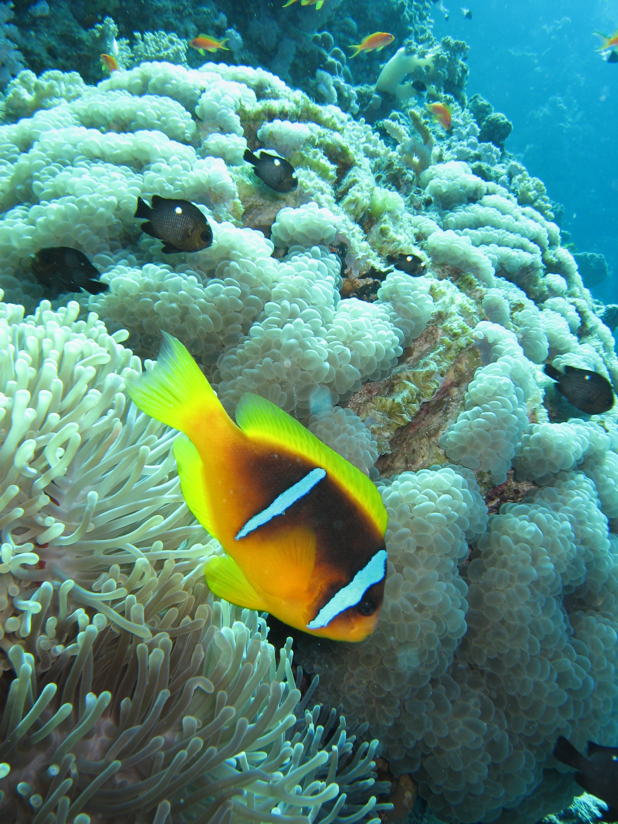 2K, outdoors, underwater, clown fish, red sea, amphiprion, invertebrate, beauty in nature, water, sea, animal themes, animal, coral, undersea, fish, animals in the wild, Phone HD Wallpaper