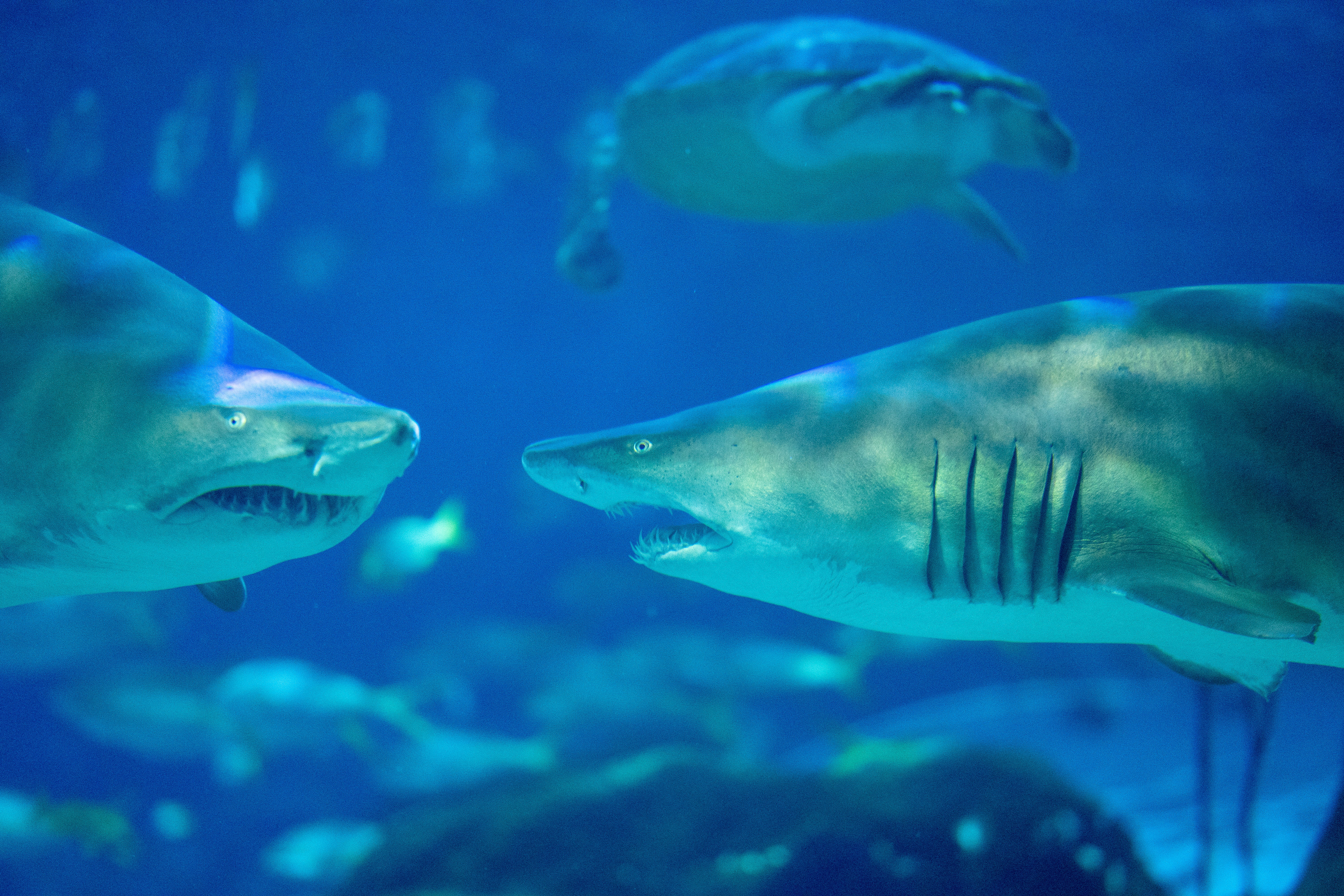 gray, scuba diving, aquatic, animals in captivity, nature, water, undersea, animal themes, outdoors, profile view, vertebrate, photography, aggression, HD Wallpaper