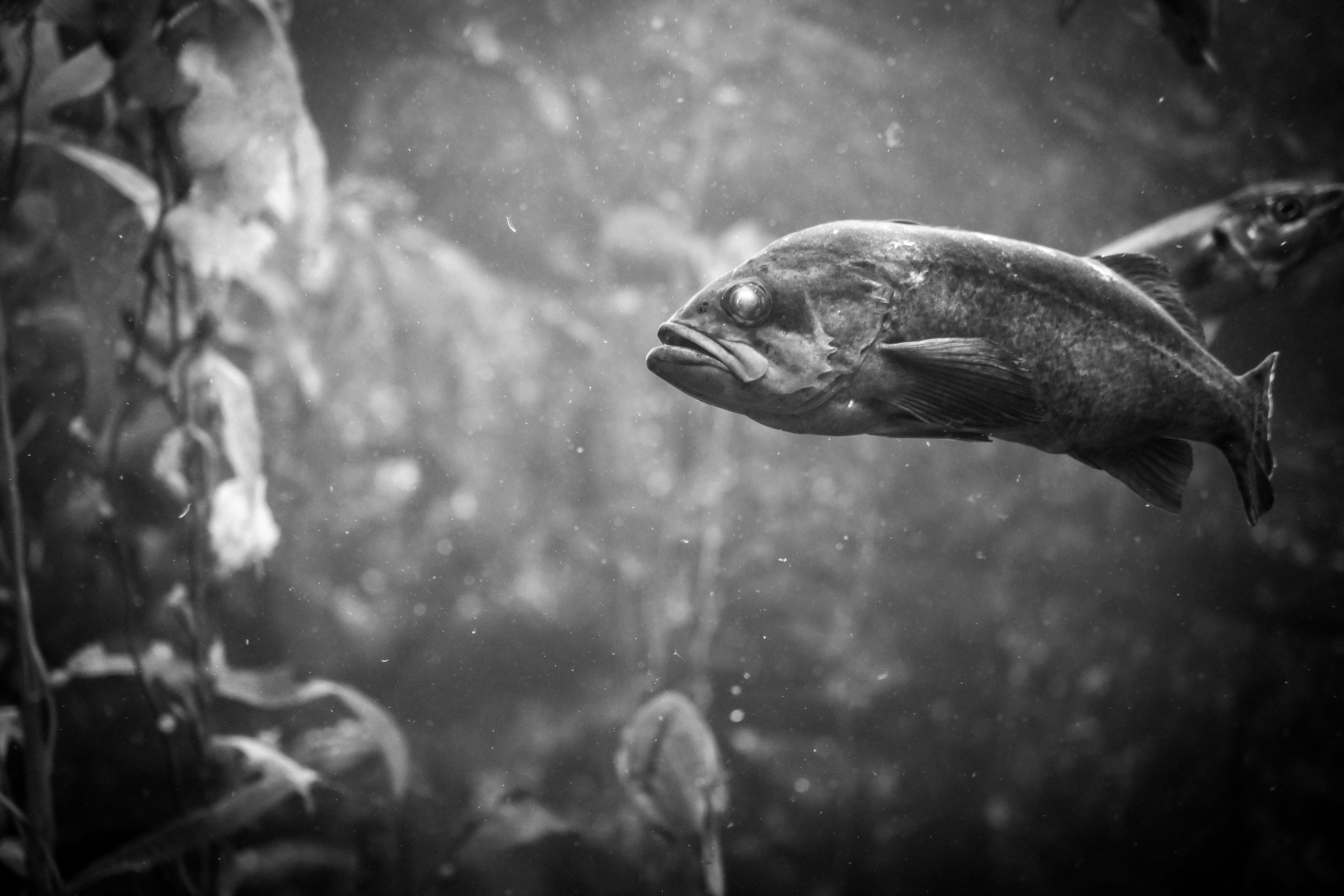 sea, animals in the wild, water, photo, fish, tank, aquarium, animal wildlife, animal themes, mouth open, pike, one animal, photography, herring, perch, HD Wallpaper