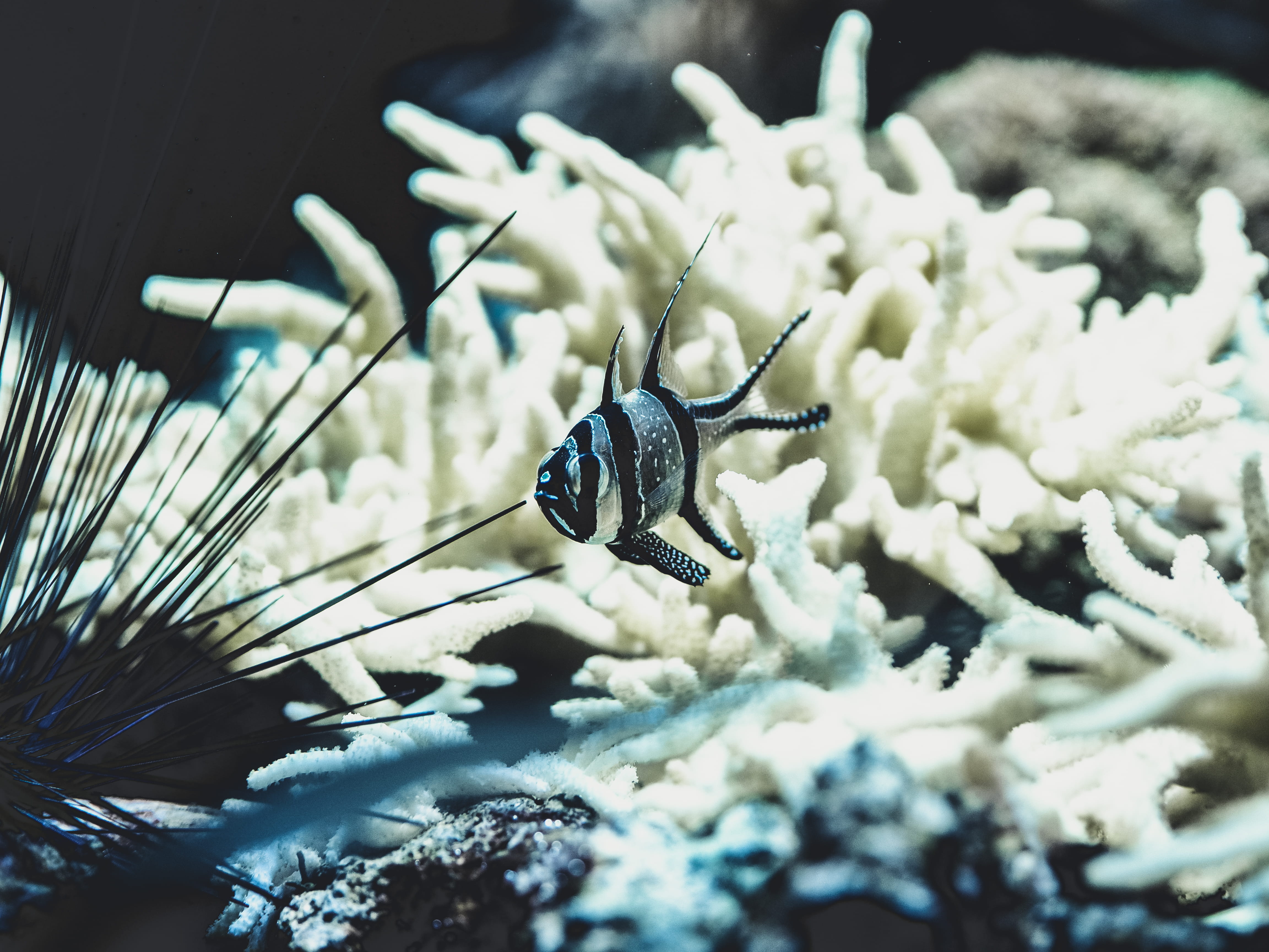sea, invertebrate, animals in the wild, animal themes, ocean, coral reef, no people, animal wildlife, animal, outdoors, white color, sea anemone, growth, HD Wallpaper