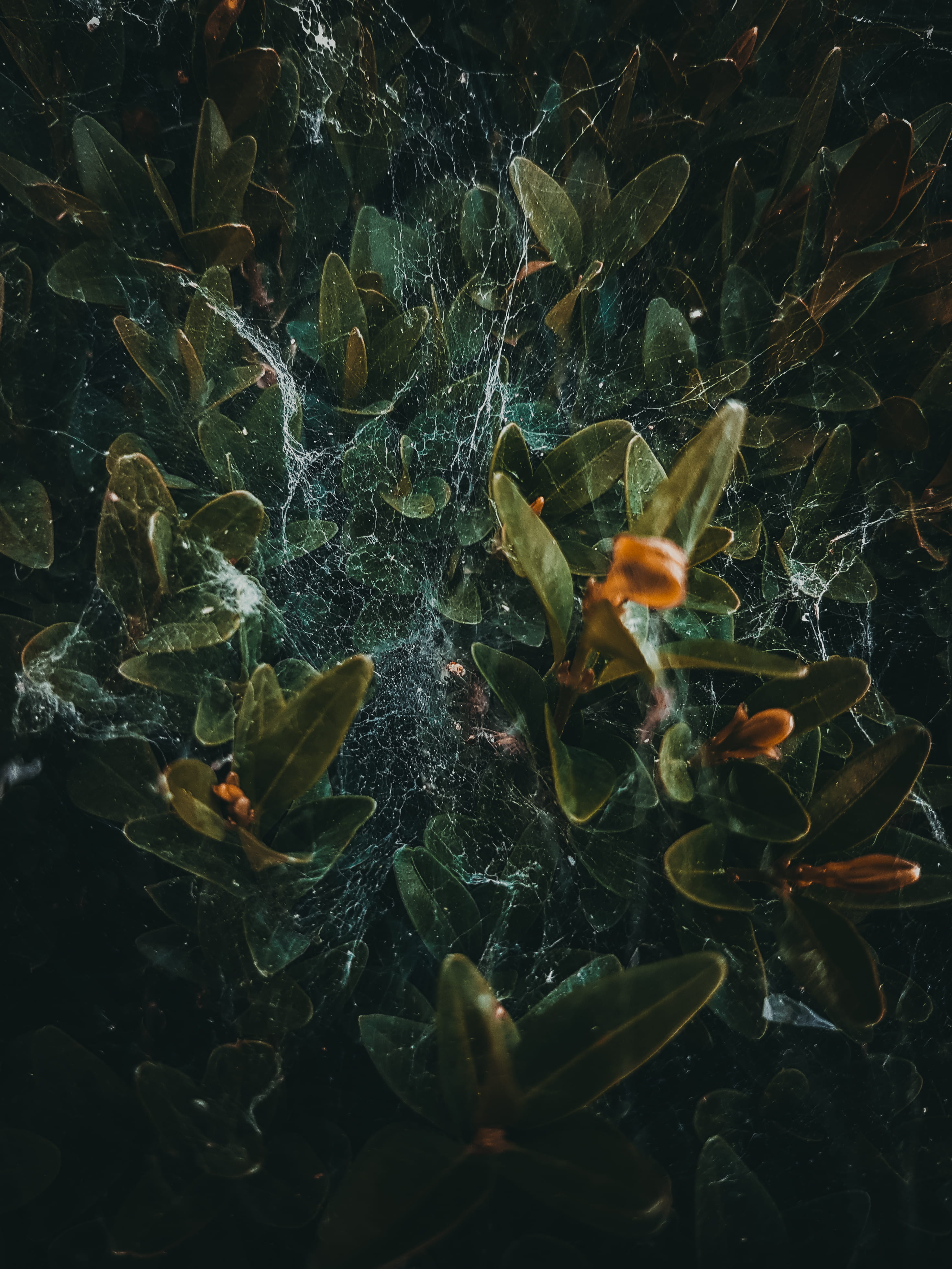 4K, nature, carp, coral reef, reef, land, plant, fractal, vulnerability, fragility, beauty in nature, amphiprion, field, fish, koi, selective focus, plant part, Phone HD Wallpaper