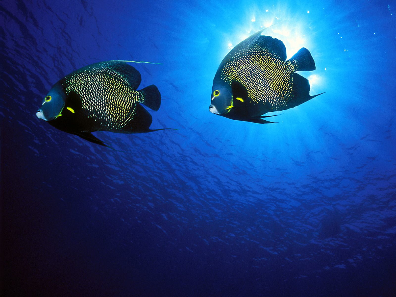 angelfish, 720P, french, HD Wallpaper