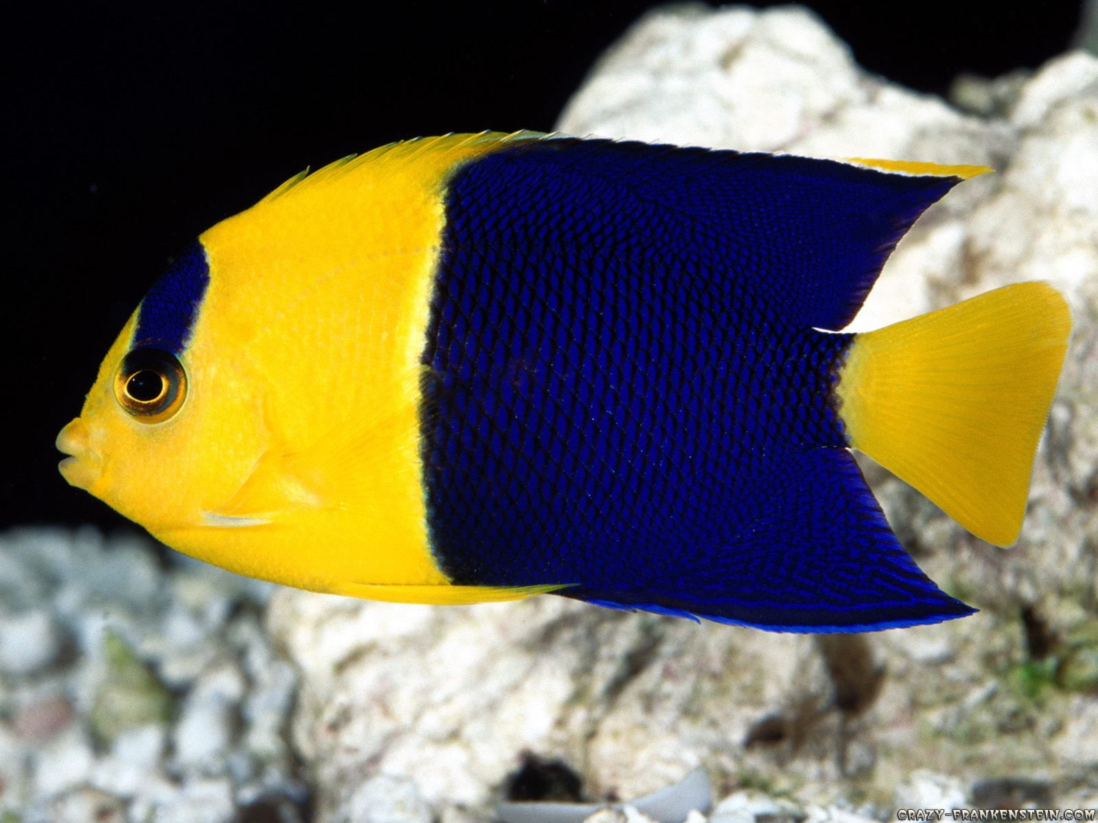 Angelfish, Animal, Fish, 720P, HD Wallpaper