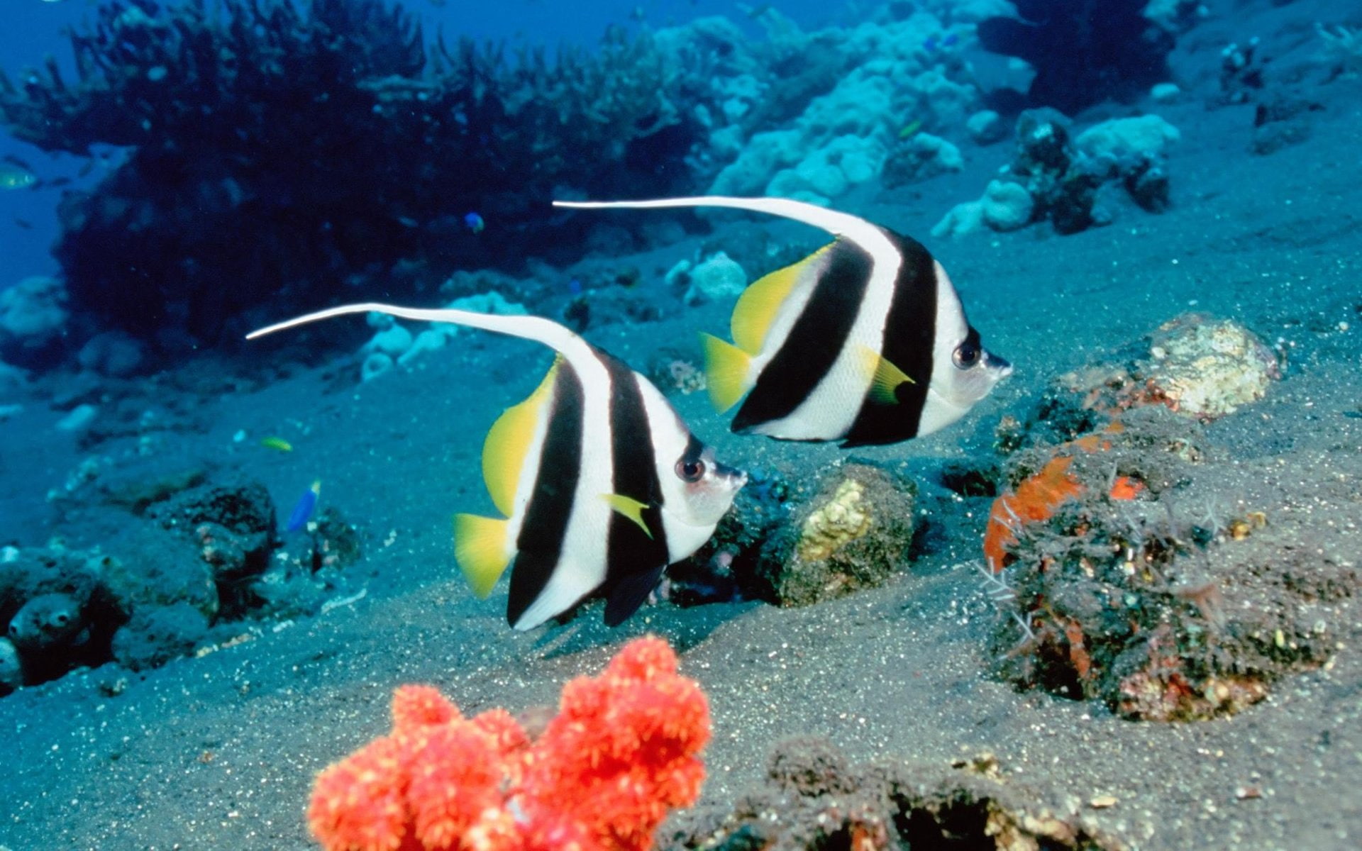 Angelfish, Fish, Animal, 1080P, HD Wallpaper