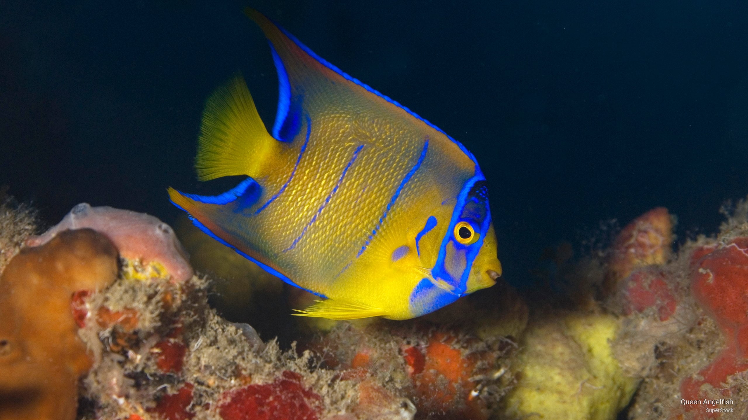 angelfish, queen, Ocean Life, 2K, HD Wallpaper