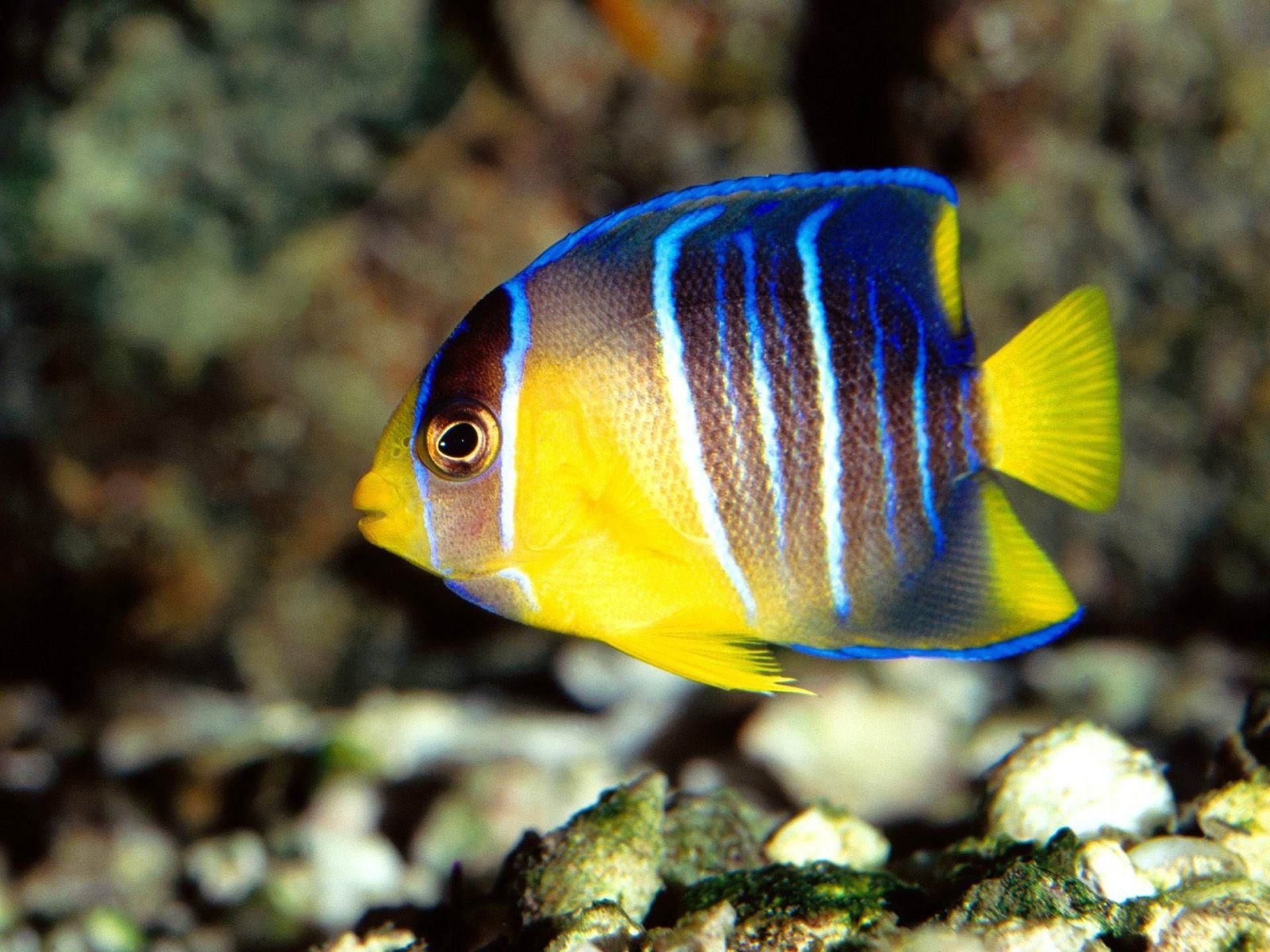 one animal, undersea, animal wildlife, close-up, sea life, no people, yellow, animal themes, blue, fish, underwater, 1080P, vertebrate, marine, nature, HD Wallpaper