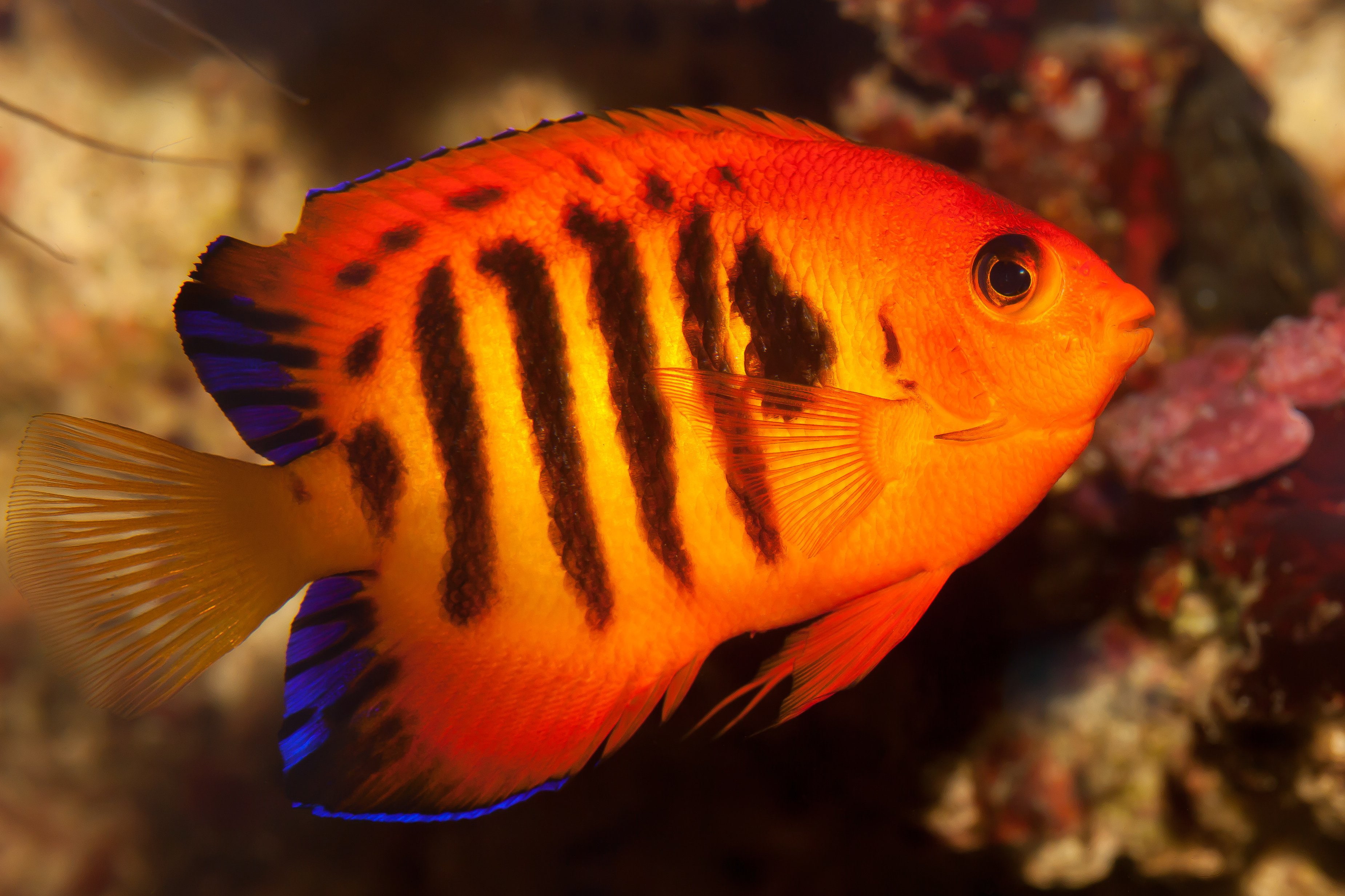 profile view, animal themes, undersea, animal wildlife, close-up, ocean, one animal, fish, 8, animals in captivity, water, underwater, vertebrate, sea life, HD Wallpaper