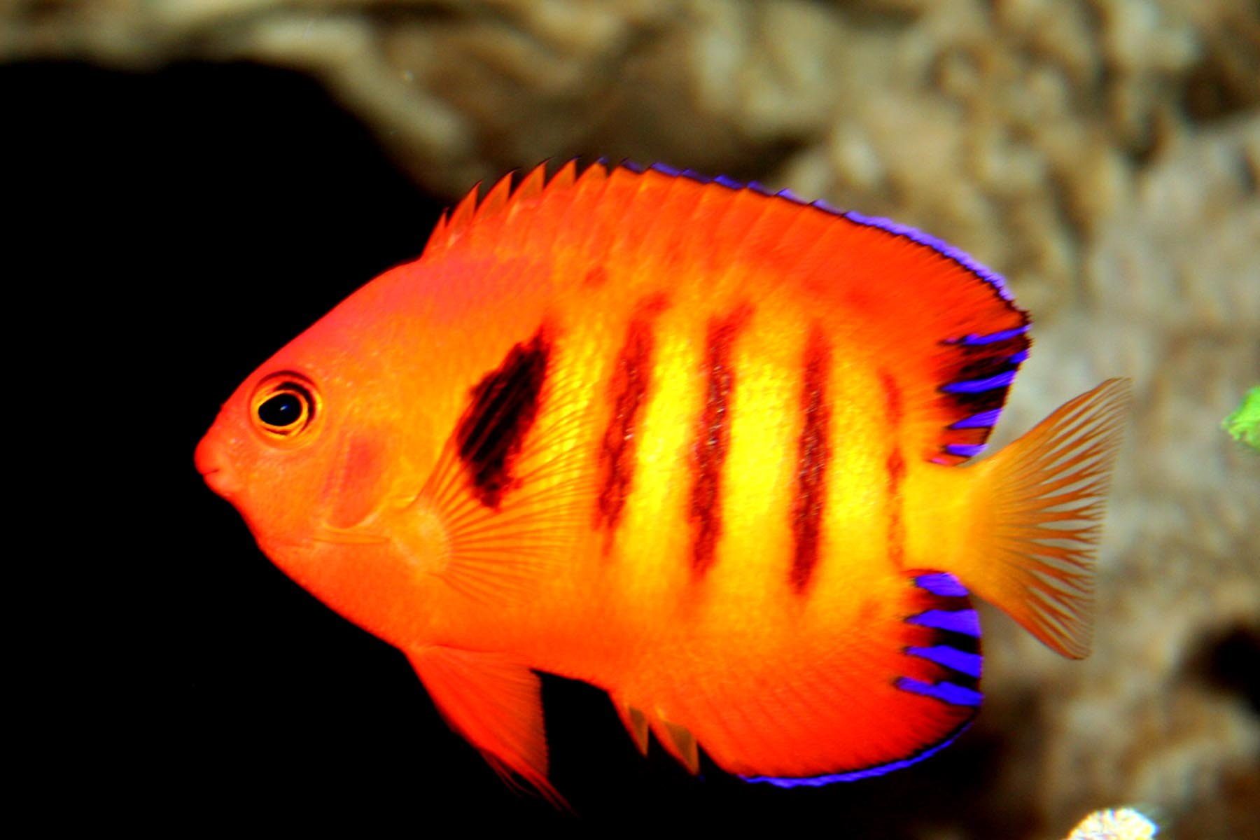 sea life, flame, ocean, underwater, orange color, animals in captivity, animal themes, close-up, swimming, undersea, vertebrate, no people, water, Angelfish, HD Wallpaper