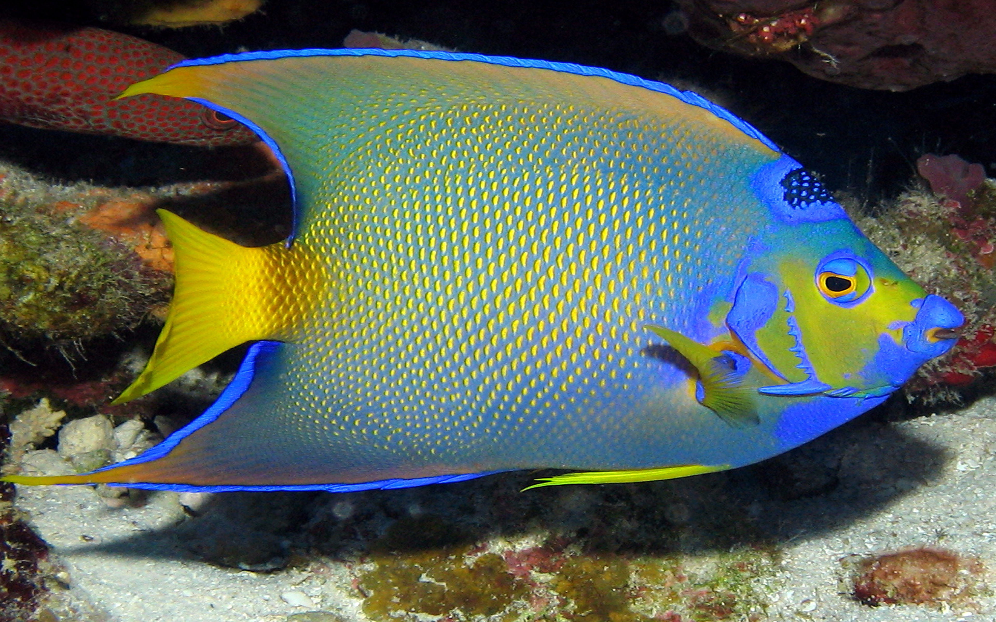 water, 4K, mobile, vertebrate, beauty in nature, queen, no people, angelfish, marine, nature, undersea, phone, sea, underwater, swimming, fish, one animal, HD Wallpaper
