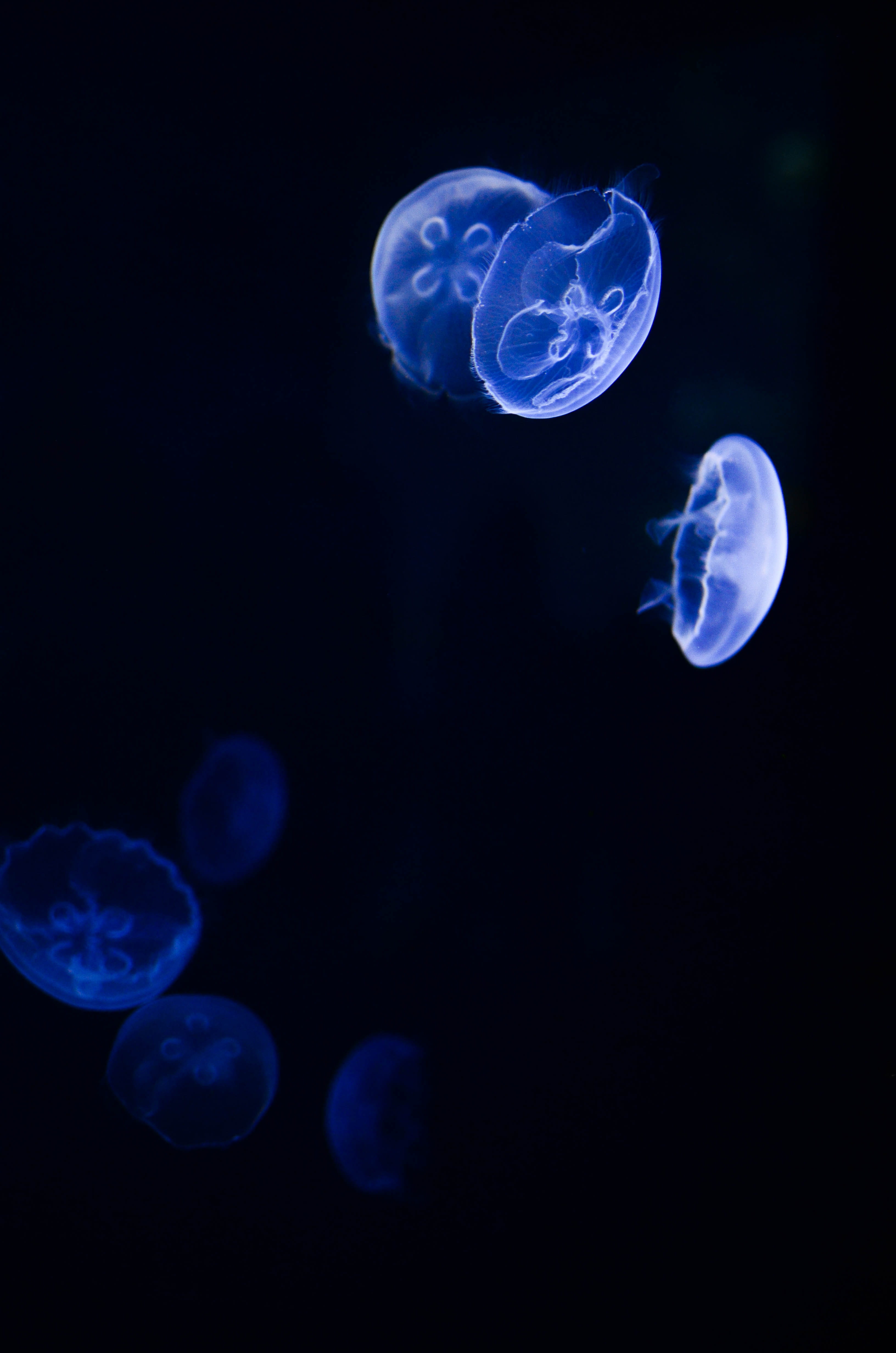 invertebrate, jellyfish, undersea, 4K, white, water, animal, transparent, animal wildlife, outdoors, tank, photography, blue, sea, floating on water, nature, Phone HD Wallpaper