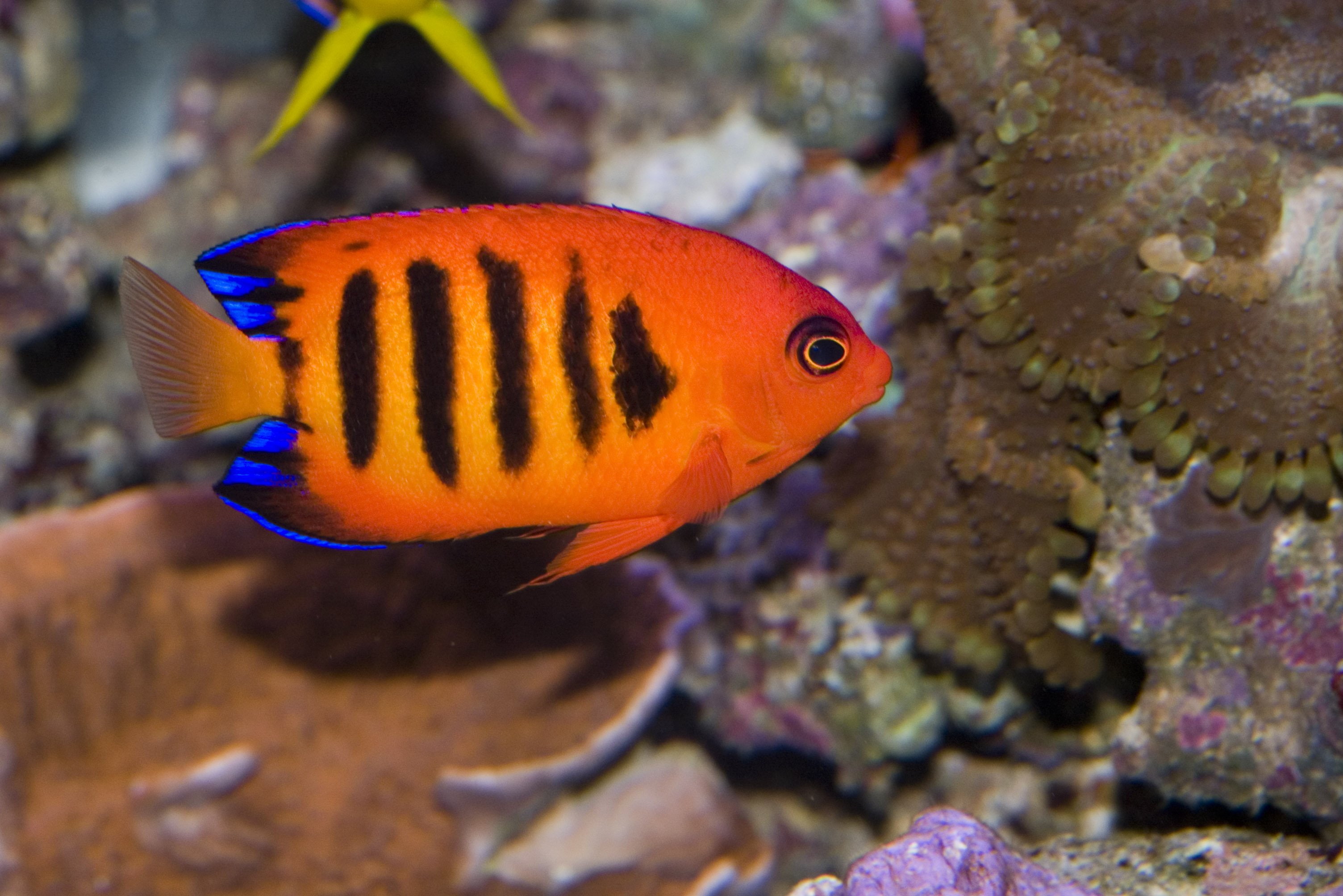 angelfish, tropical, ocean, 2K, flame, underwater, sea, HD Wallpaper