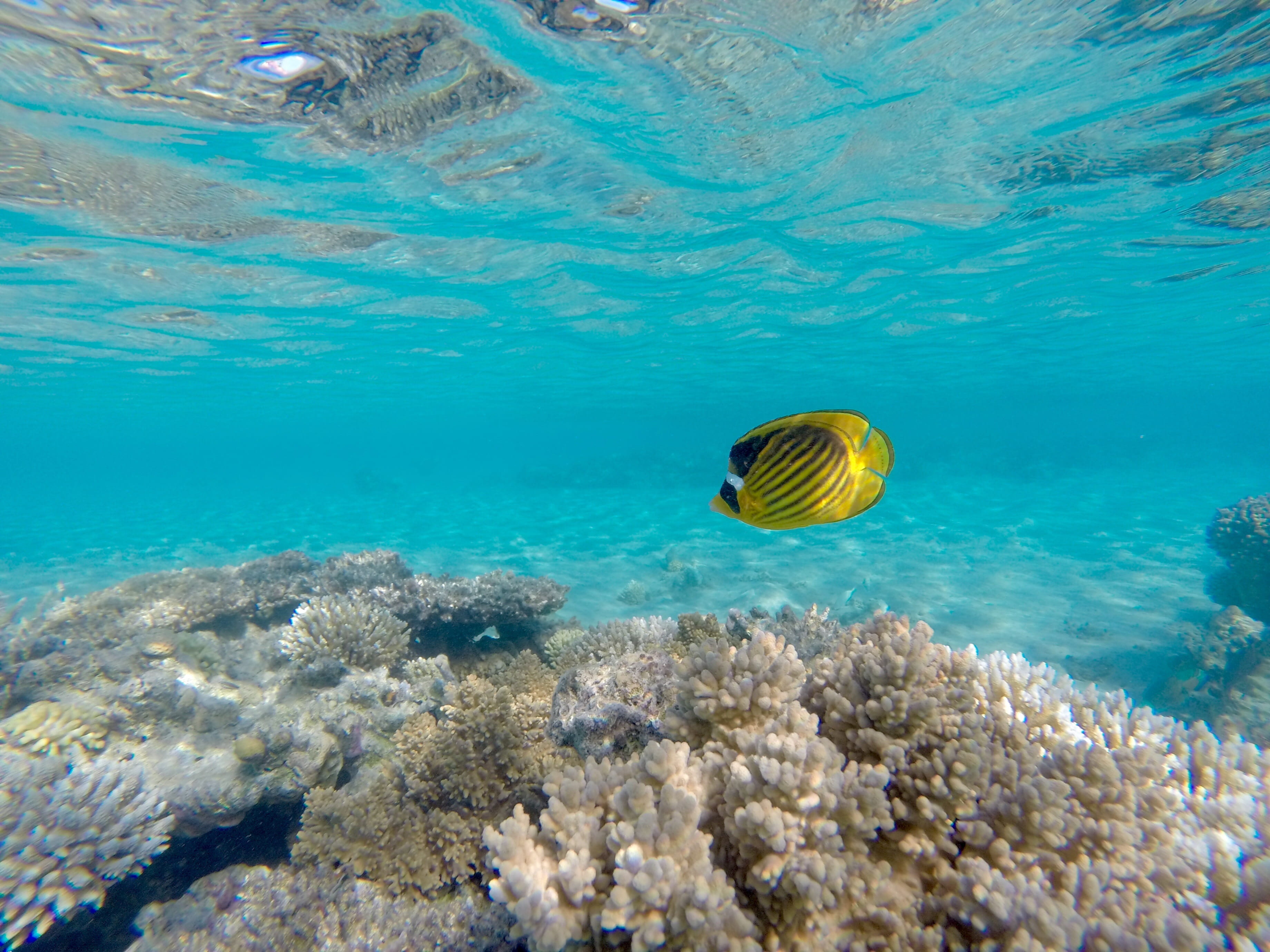 underwater world, sea life, marine, sea animal, blue, animal themes, no people, swimming, animals in the wild, angelfish, 2K, fish, one animal, underwater, HD Wallpaper