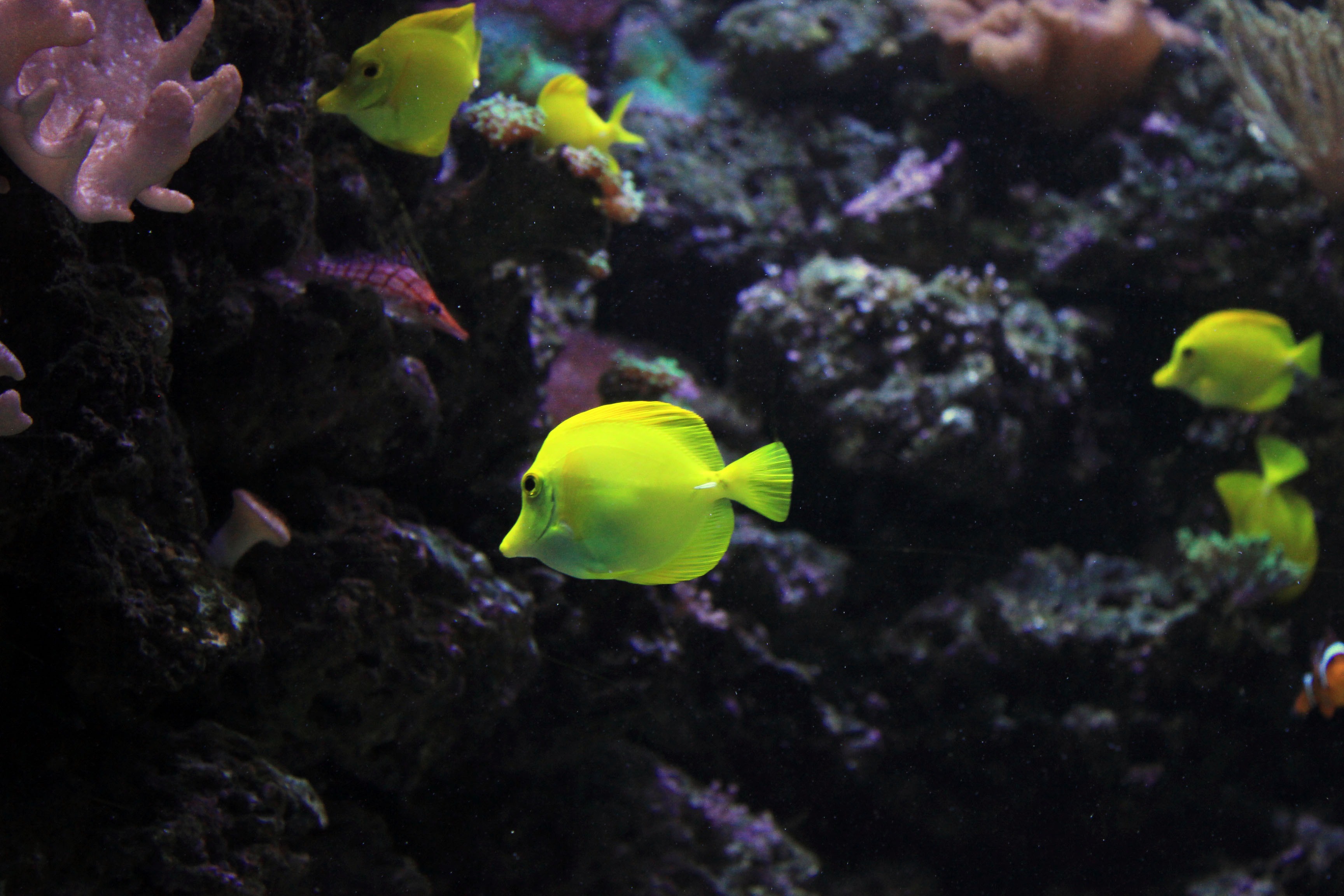 fish, group of animals, saltwater, marine, coral, undersea, aquatic, animals in the wild, no people, sea, water, animal, wildlife, animal wildlife, fishes, HD Wallpaper
