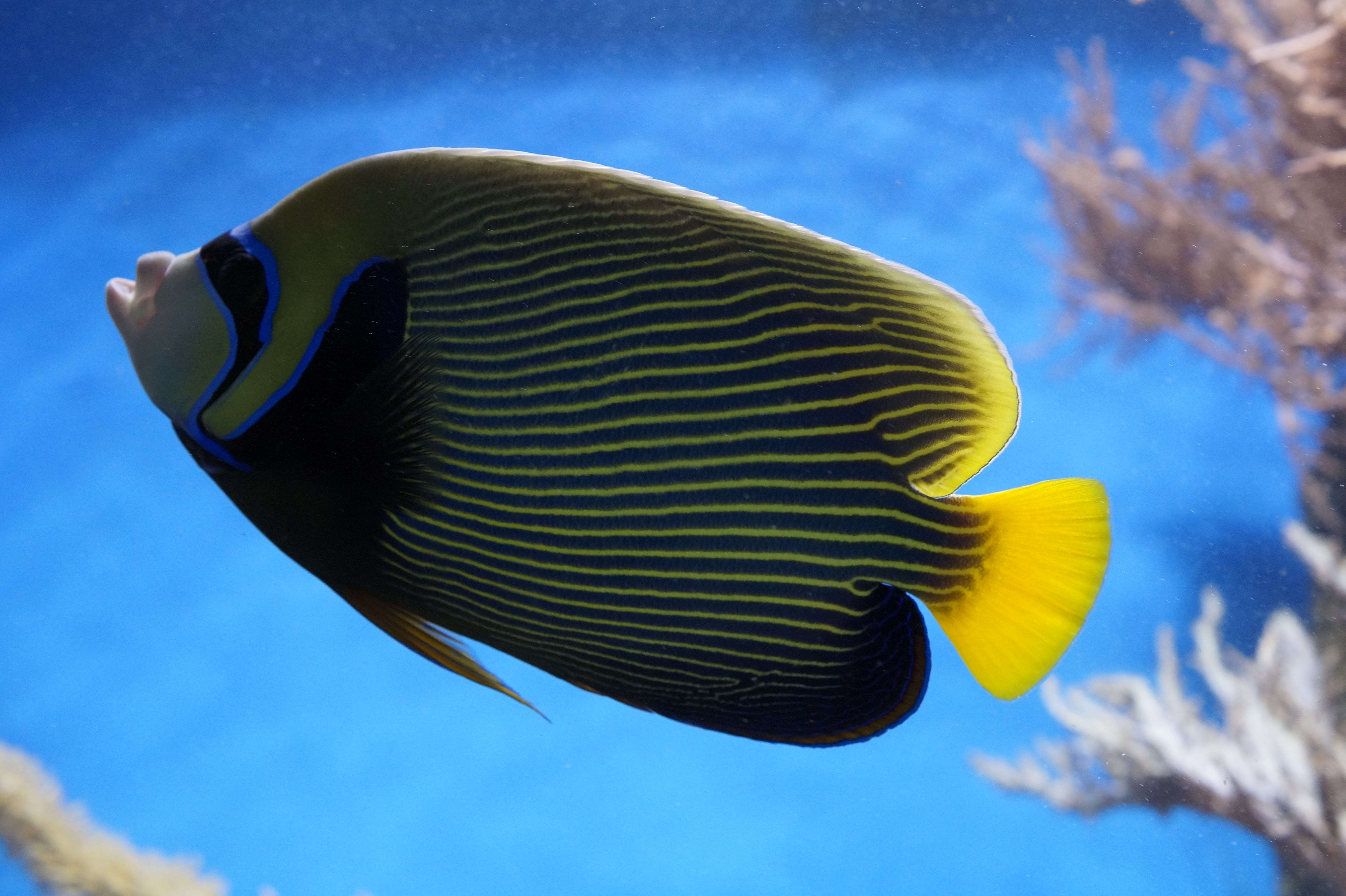 no people, tropical fish-keeping, underwater world, blue, black, close, sea, south sea, caribbean, tang, reef, color, yellow, meeresbewohner, fish, exot, HD Wallpaper