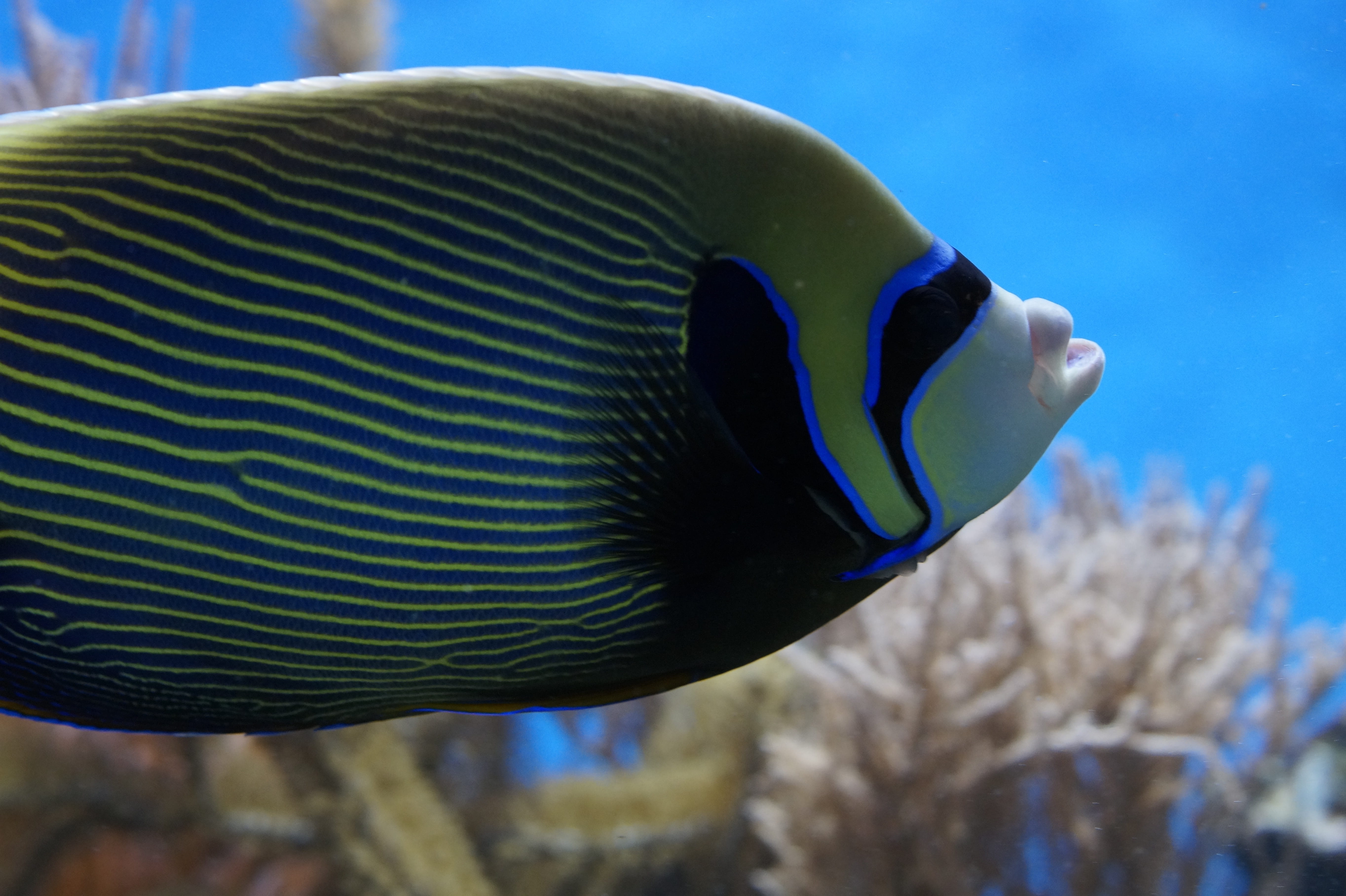 sea life, pomacanthus imperator, close up, animals in the wild, retired, exotic, caribbean, animal wildlife, south sea, tank, focus on foreground, head, HD Wallpaper
