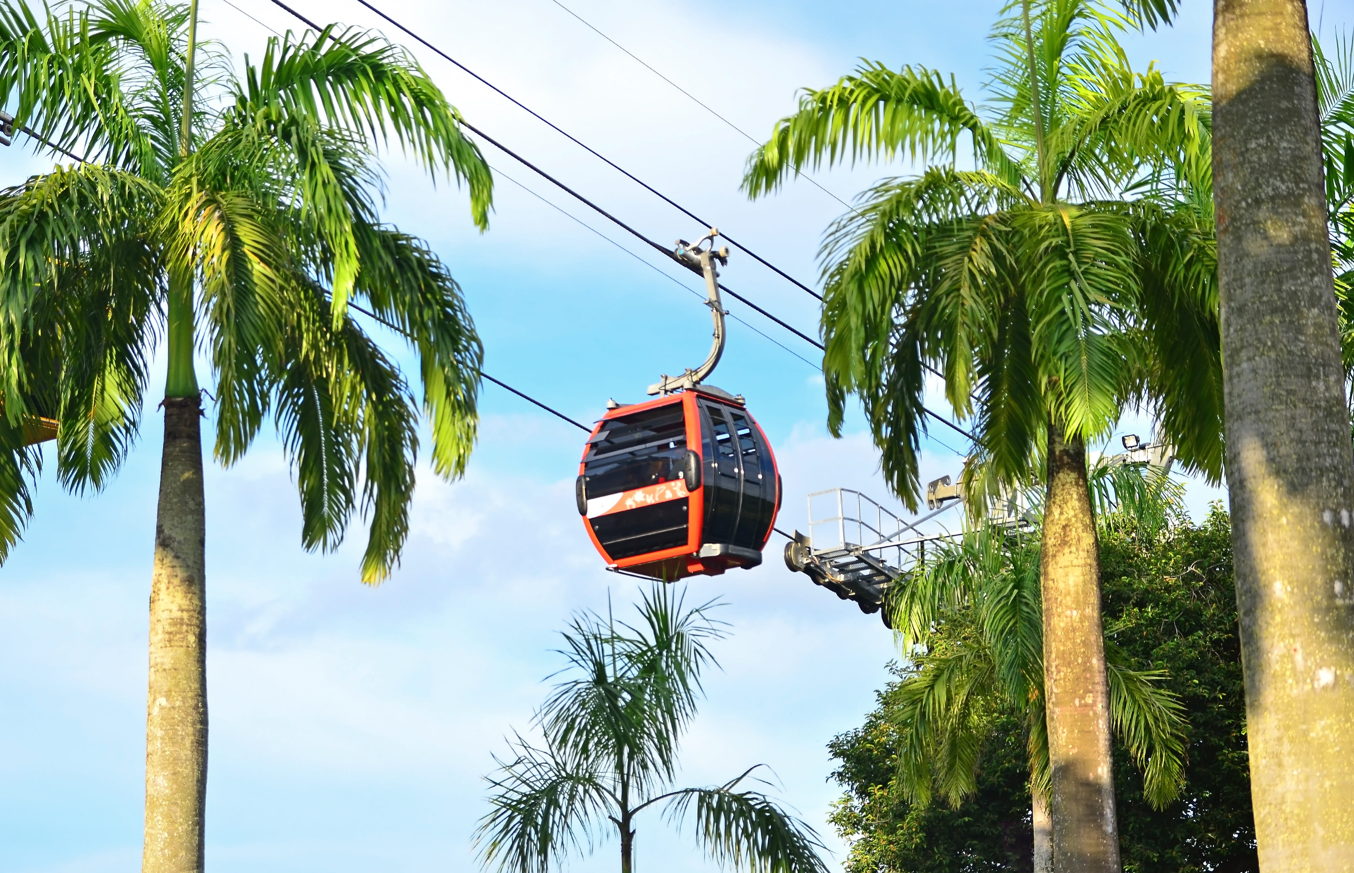 day, low angle view, palm tree, tourist, trunk, cable car, near, orange, cable, branch, coconut palm tree, outdoors, transportation, black, no people, tree, HD Wallpaper