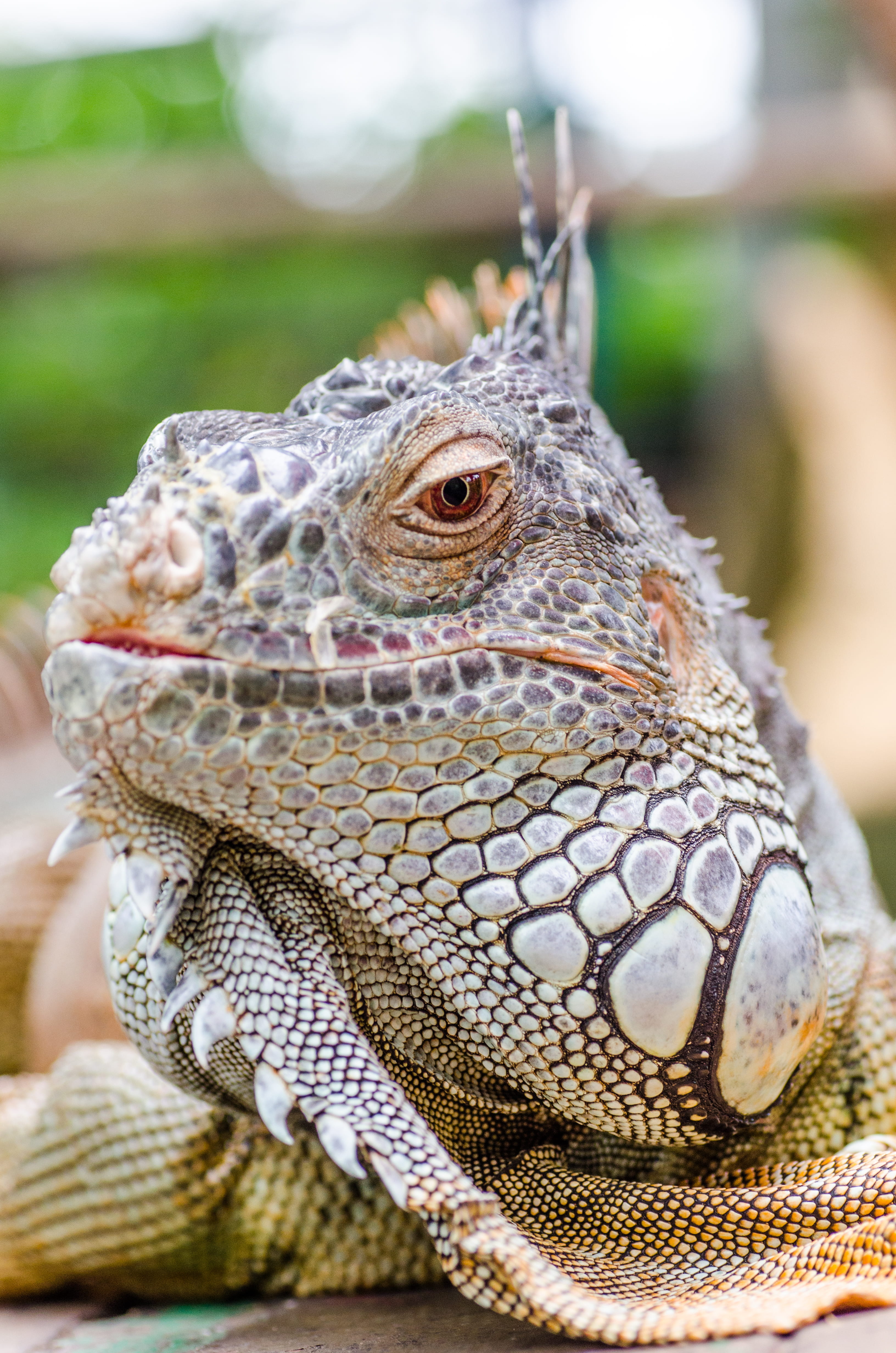 lizard, animal scale, animal head, sentosa, natural pattern, game of thrones, animal themes, animal body part, reptile, singapore, animal, scales, close-up, Phone HD Wallpaper