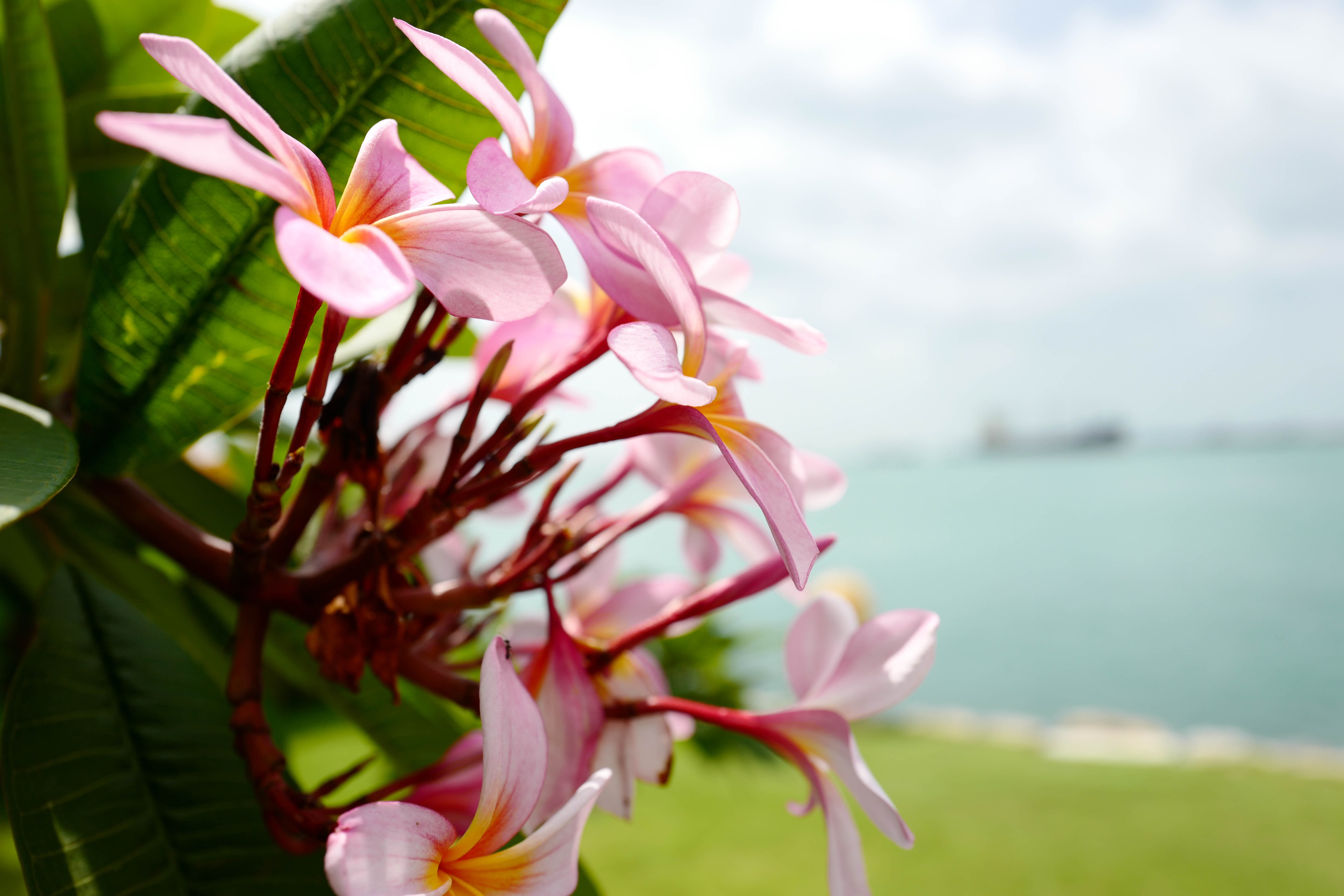 leaves, outdoors, flower, vulnerability, freshness, day, view, pinkflower, flowering plant, close-up, sentosaisland, plant, nature, inflorescence, green, HD Wallpaper
