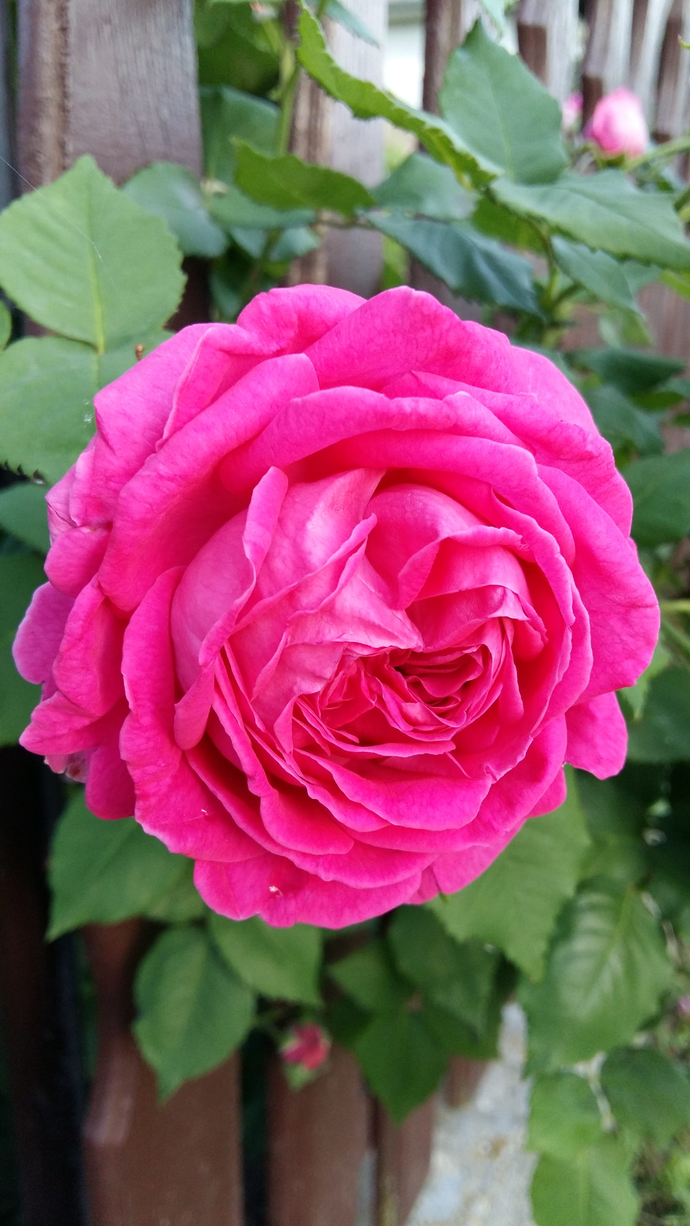 nature, pink color, flower, rosa, petal, beauty, inflorescence, fragility, garden, freshness, focus on foreground, day, background, flowering plant, growth, Phone HD Wallpaper