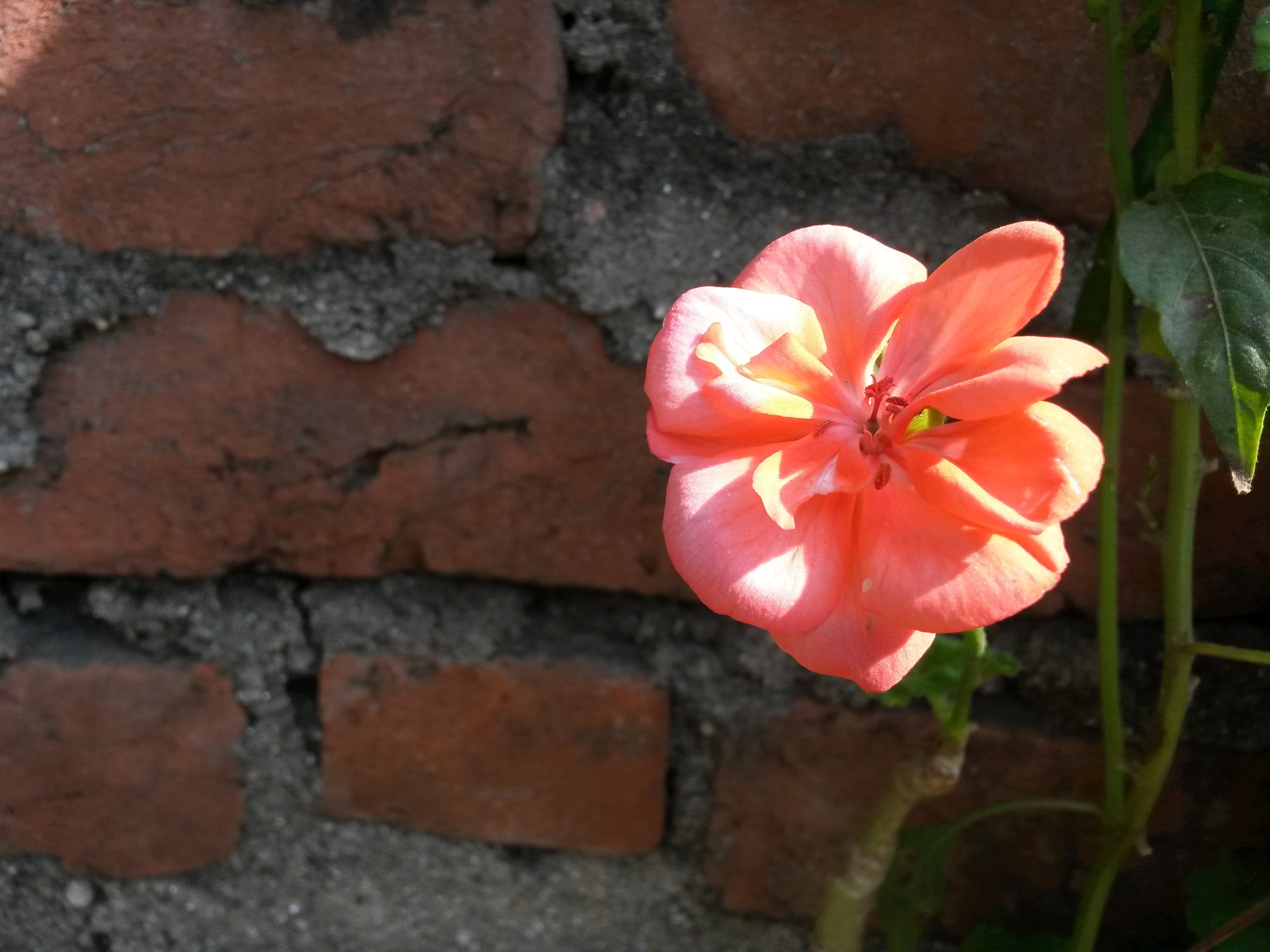 pink, decor, no people, close-up, fragility, white, day, plant, pink color, outdoors, flowers, inflorescence, Nepal, brick, pollen, wall - building feature, HD Wallpaper