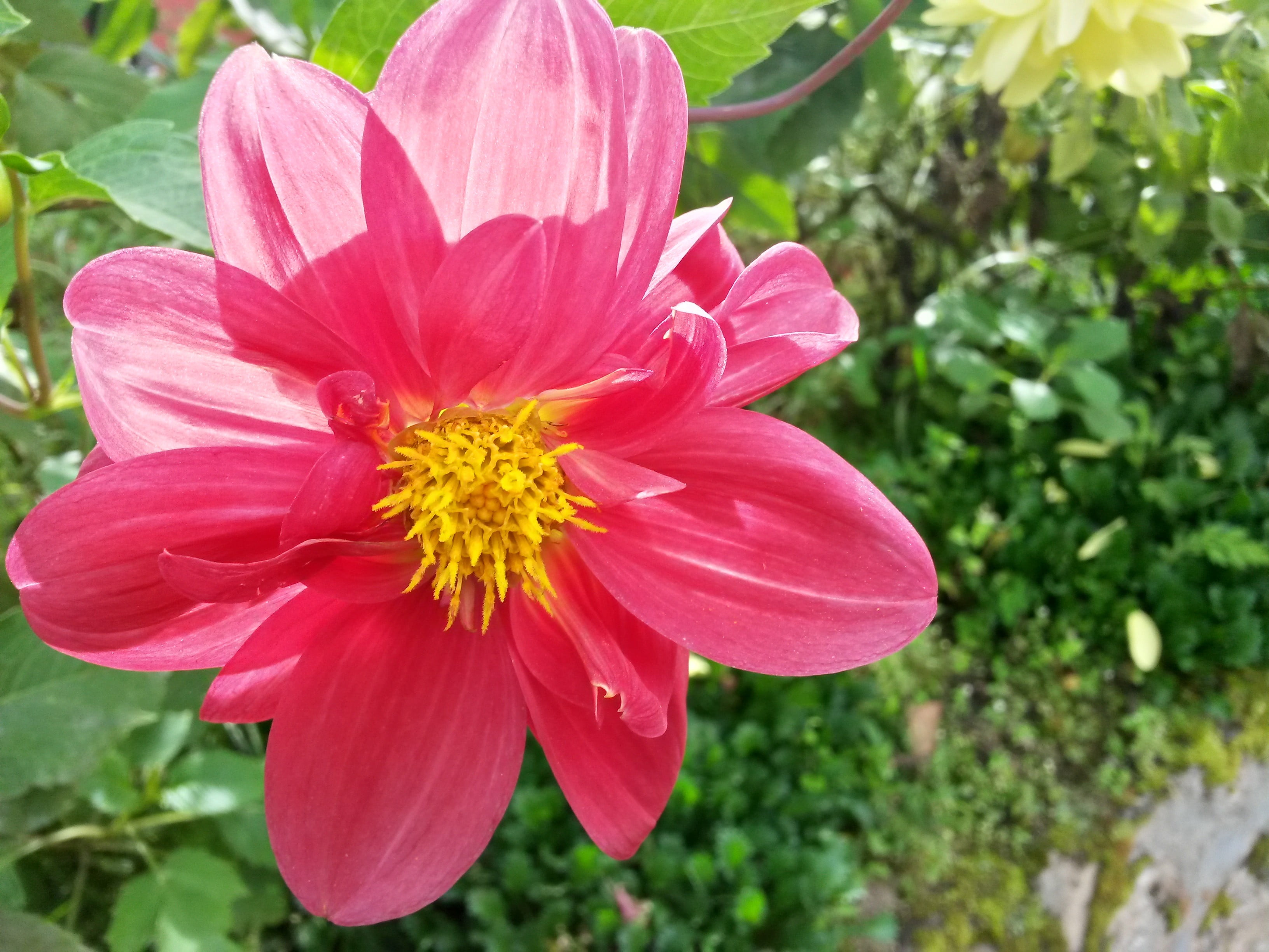 day, fragility, beauty in nature, outdoors, pollen, growth, focus on foreground, vulnerability, plant, flower head, closeup, flower, inflorescence, pink, HD Wallpaper