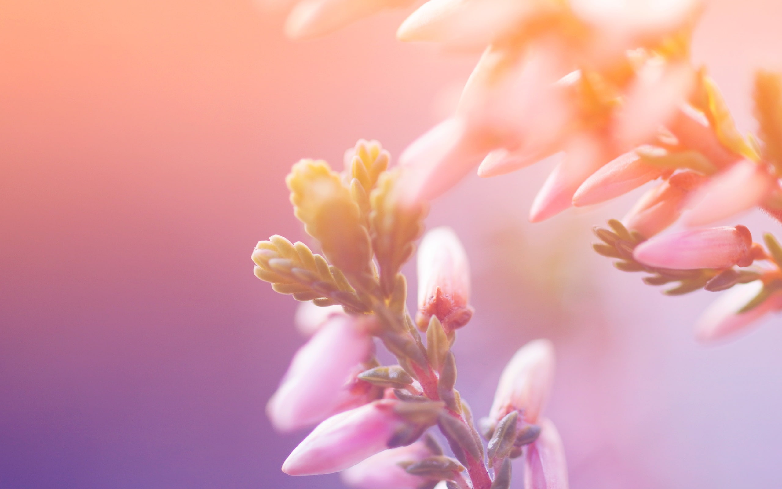 2K, Buds, petaled, Background, Blur, Flower, HD Wallpaper