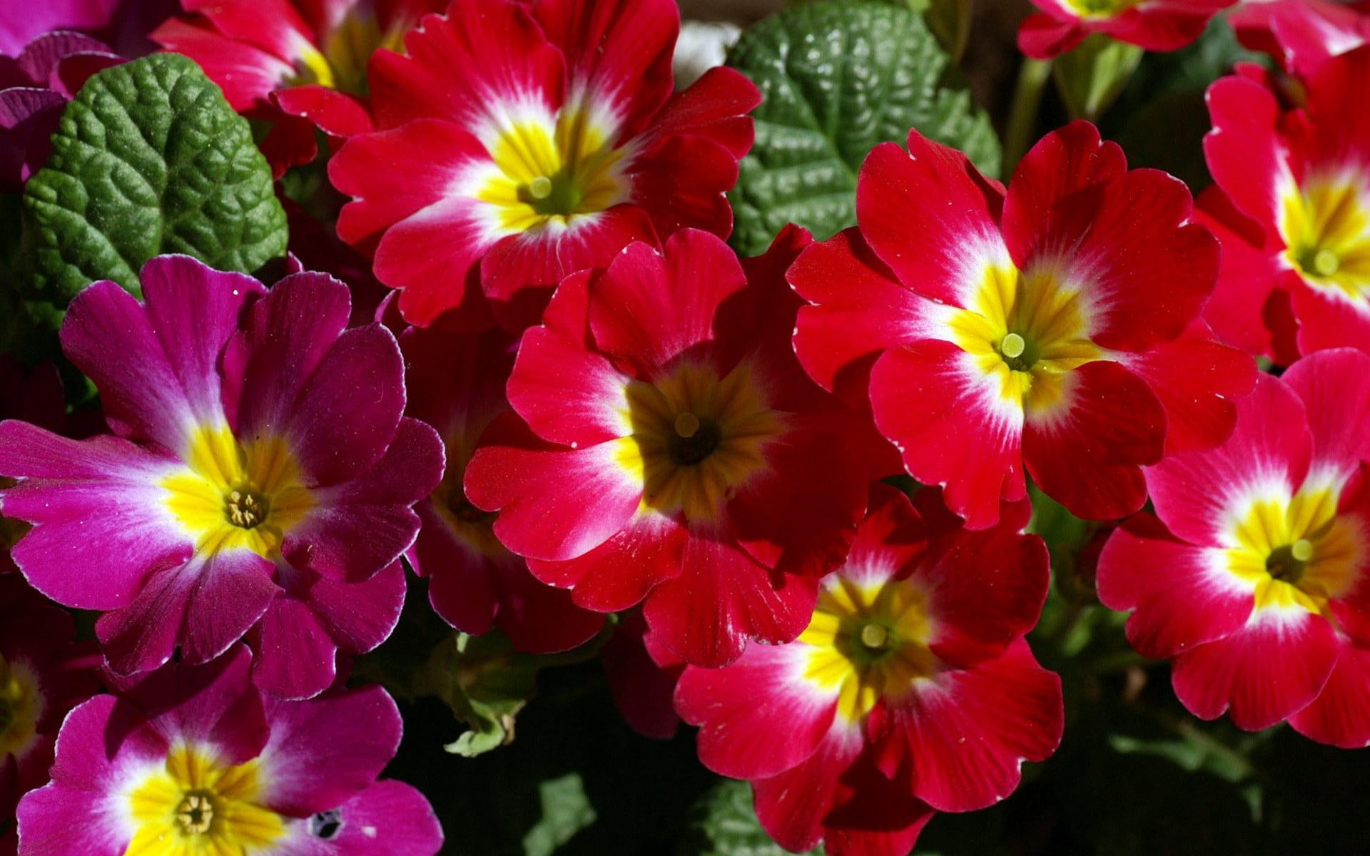 colours, 1080P, petunias, spring, flowers, 3d and abstract, nature, HD Wallpaper