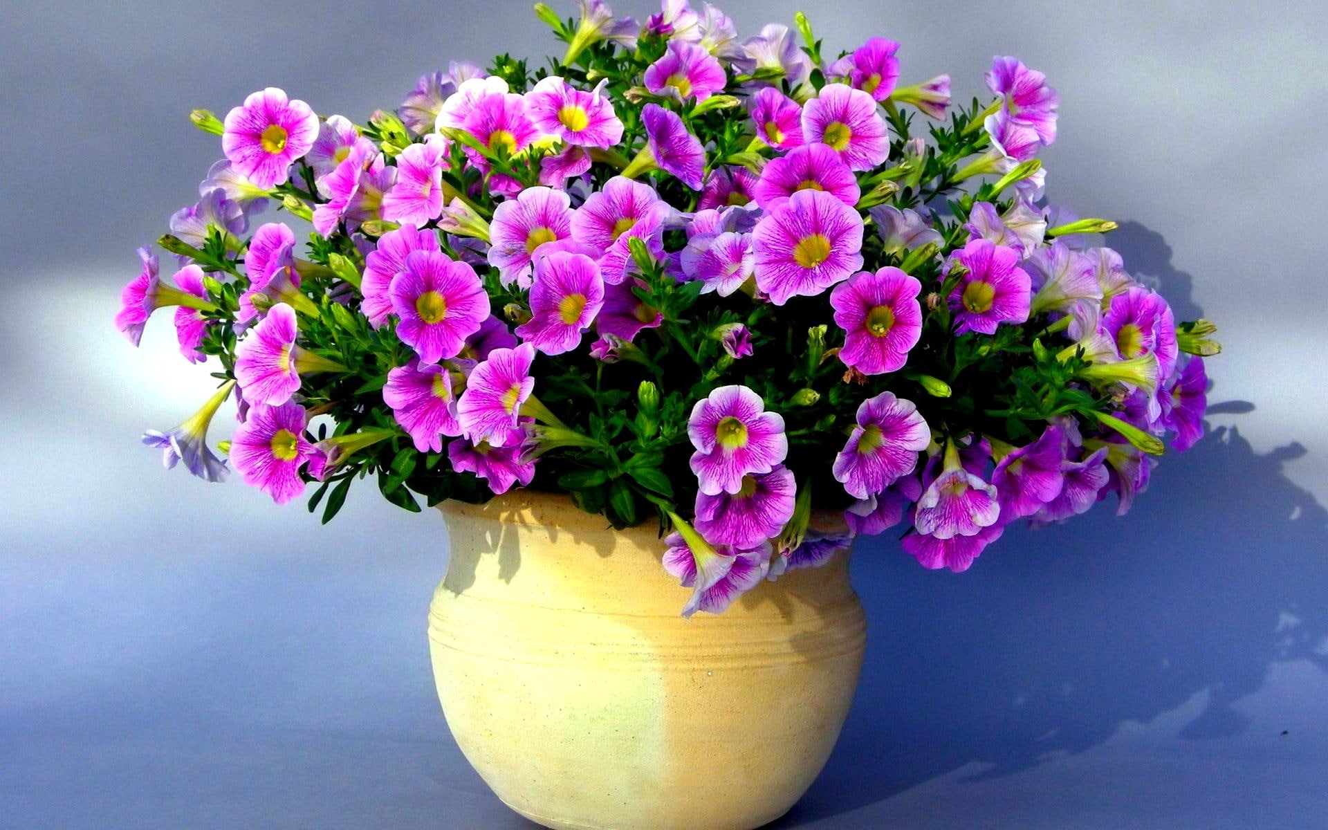 pretty, 1080P, vase, petunia, blossoms, flowers, nature and landscapes, HD Wallpaper