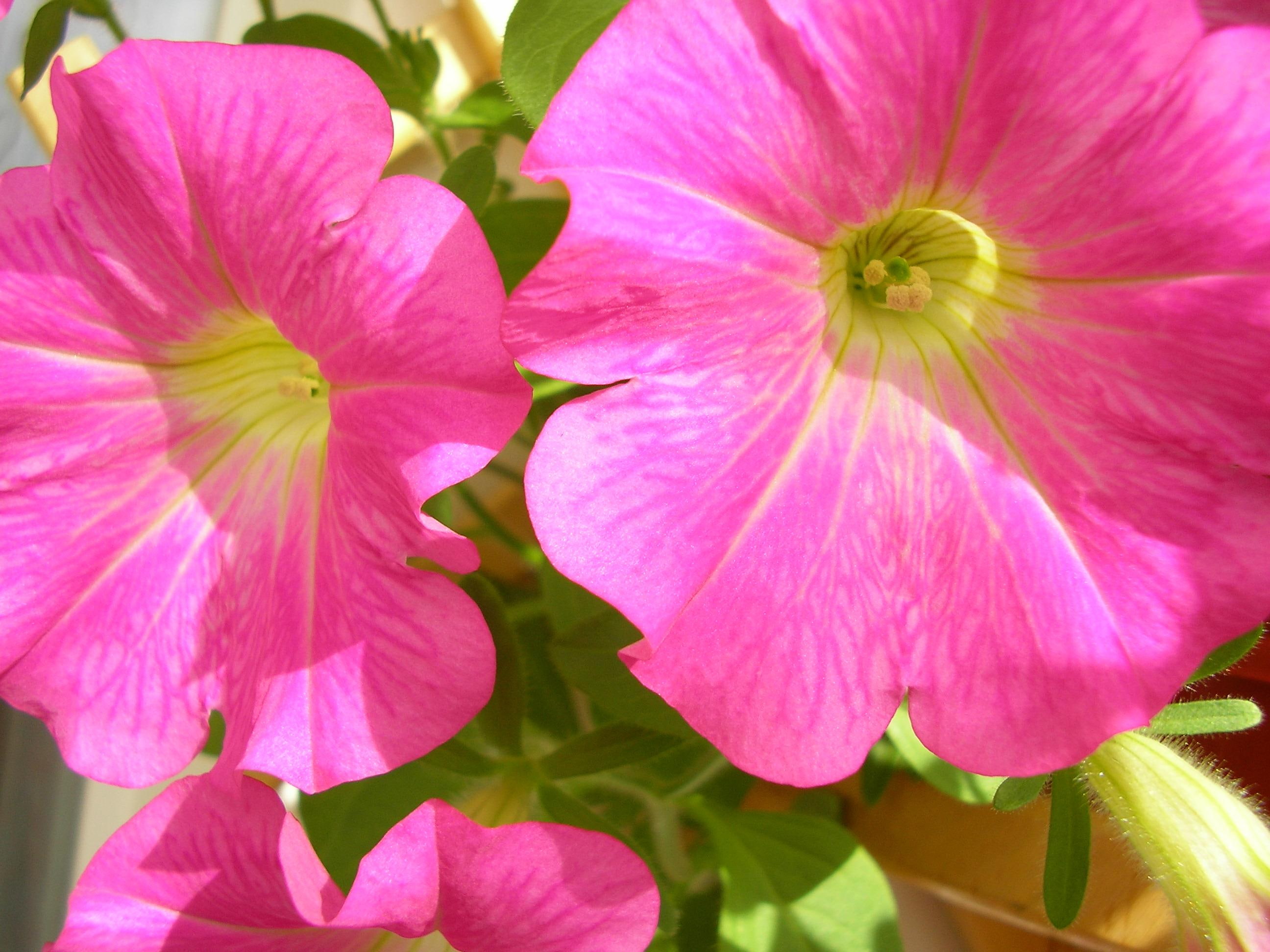 floare, 2K, verde, roz, galben, petunia, HD Wallpaper
