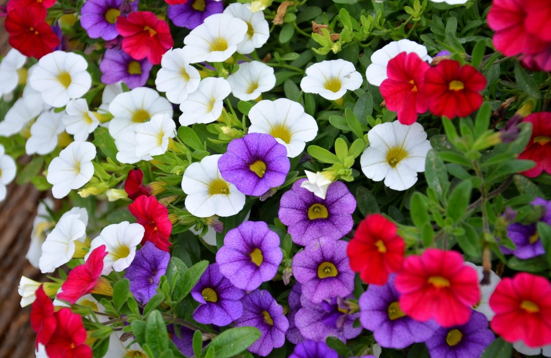 flowerbed, plant, beauty In Nature, growth, colorful, no people, gardening, flowering plant, white, flower, backgrounds, vulnerability, high angle view, HD Wallpaper