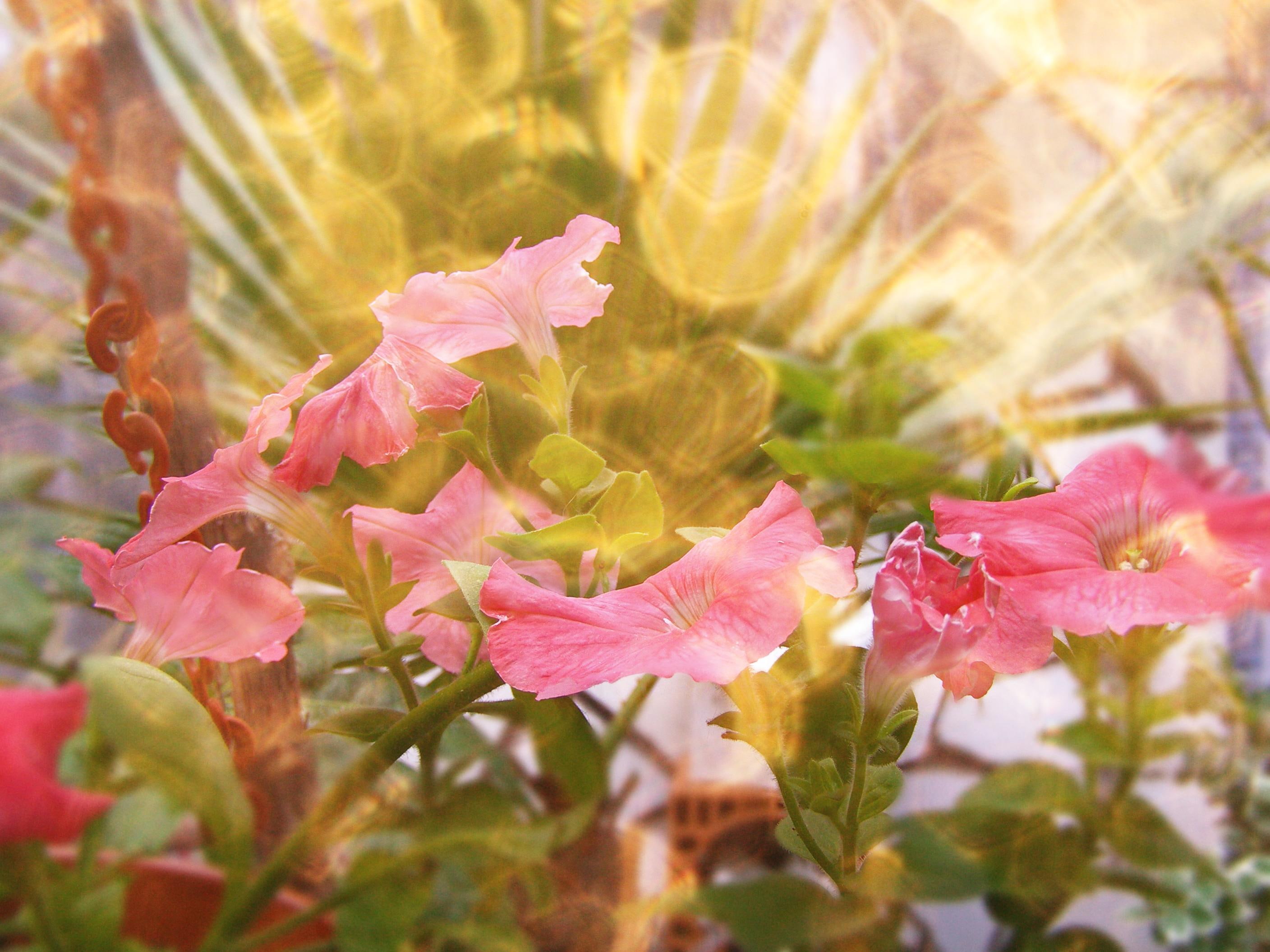 2K, golden, gold, petunia, HD Wallpaper