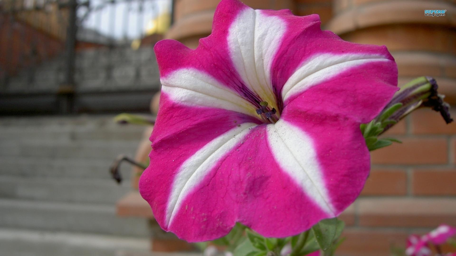 nature, pretty, white, pink, amp, 1080P, nature and landscapes, flower, petunia, HD Wallpaper