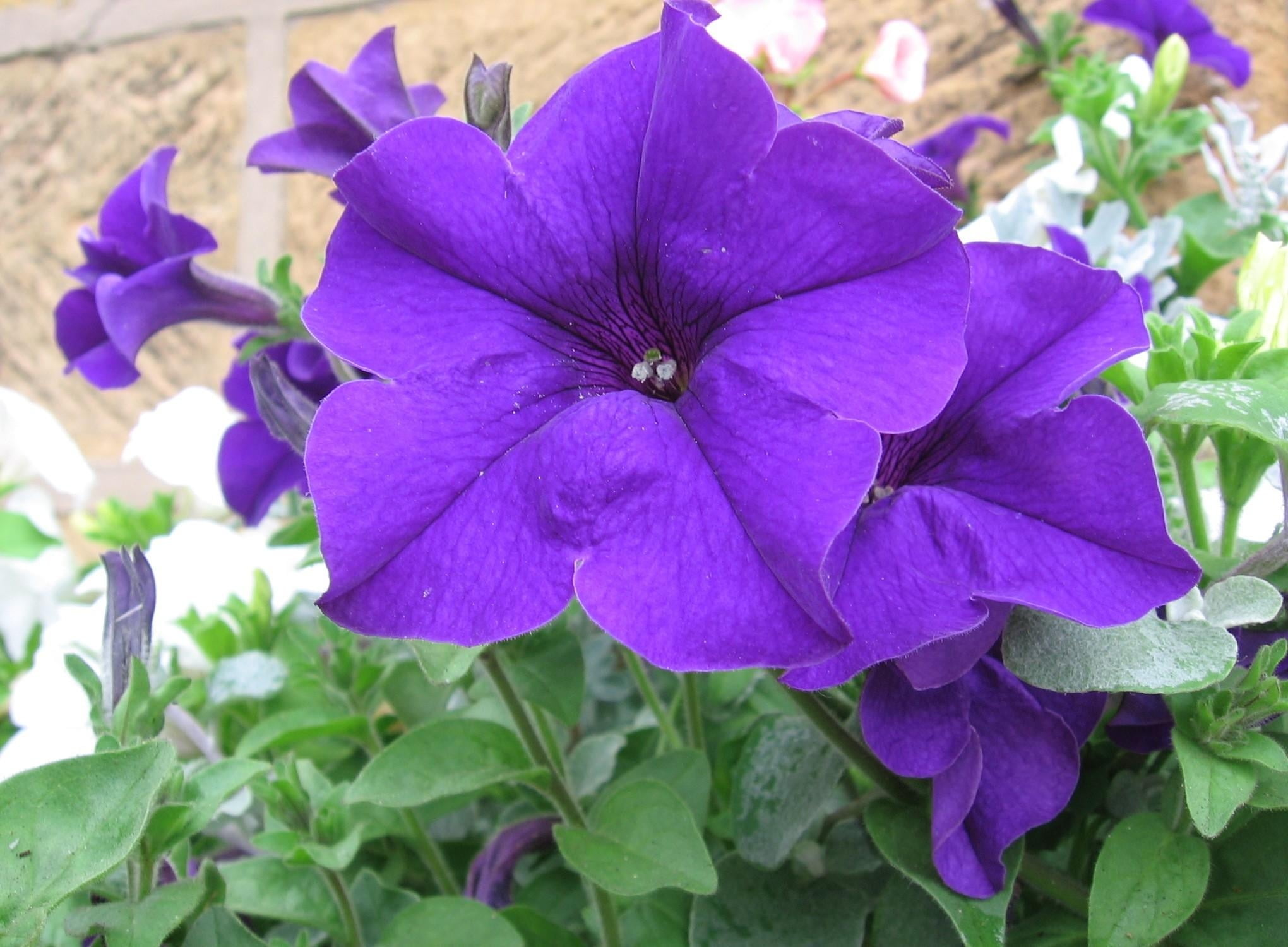 blossom, springtime, pollen, no people, flowers, fragility, green Color, backgrounds, day, freshness, flowerbed, petunia, leaf, flowering plant, summer, HD Wallpaper