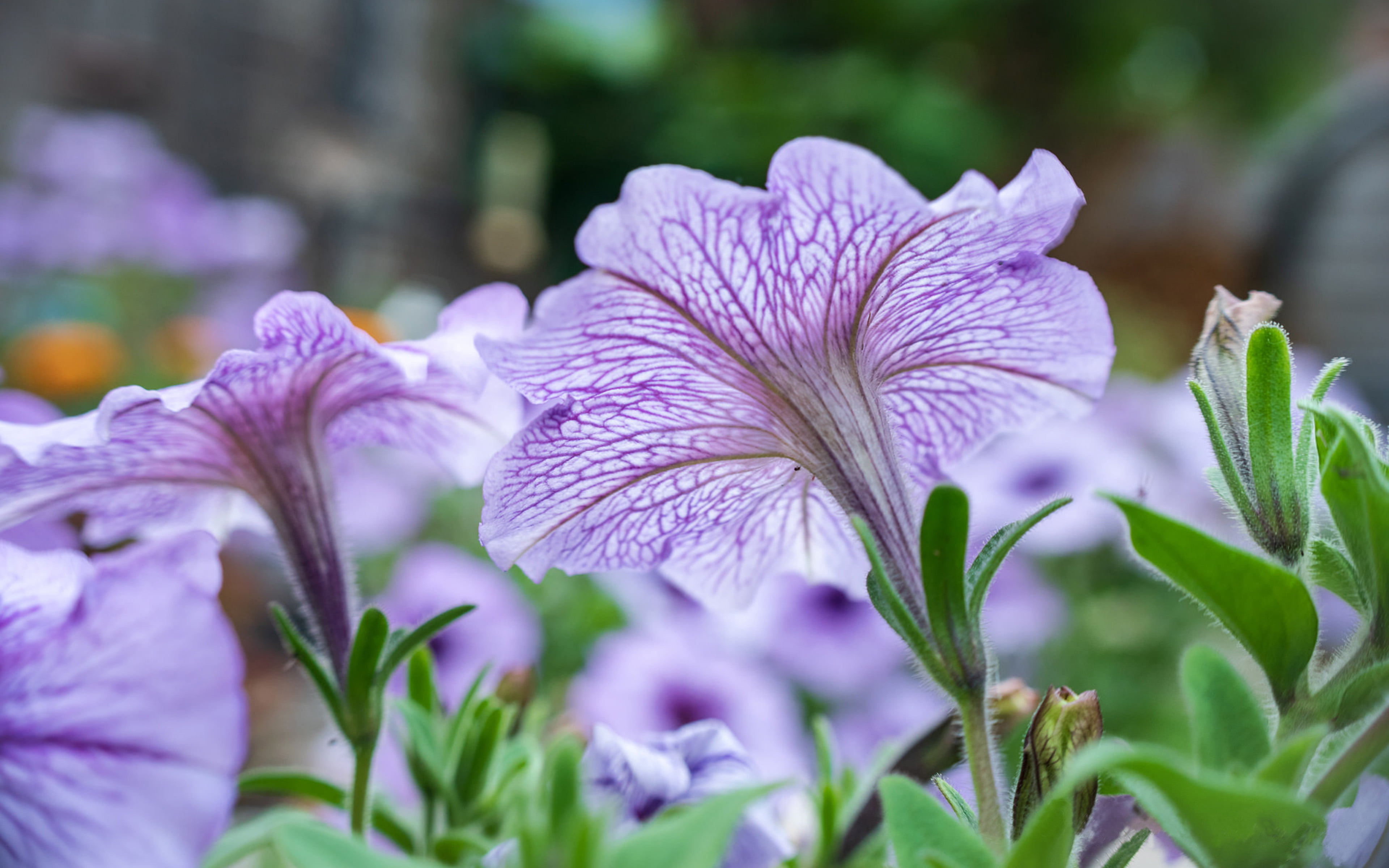 day, laptop, petal, desktop, flower, flowers, no people, mobile, ultra, petunias, plant, nature, botany, flower head, vulnerability, freshness, purple, HD Wallpaper