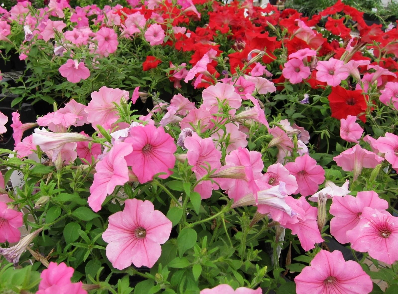 inflorescence, plant part, pink color, petal, fragility, beauty in nature, 720P, petunia, flowerbed, botany, flower head, vulnerability, flowering plant, HD Wallpaper