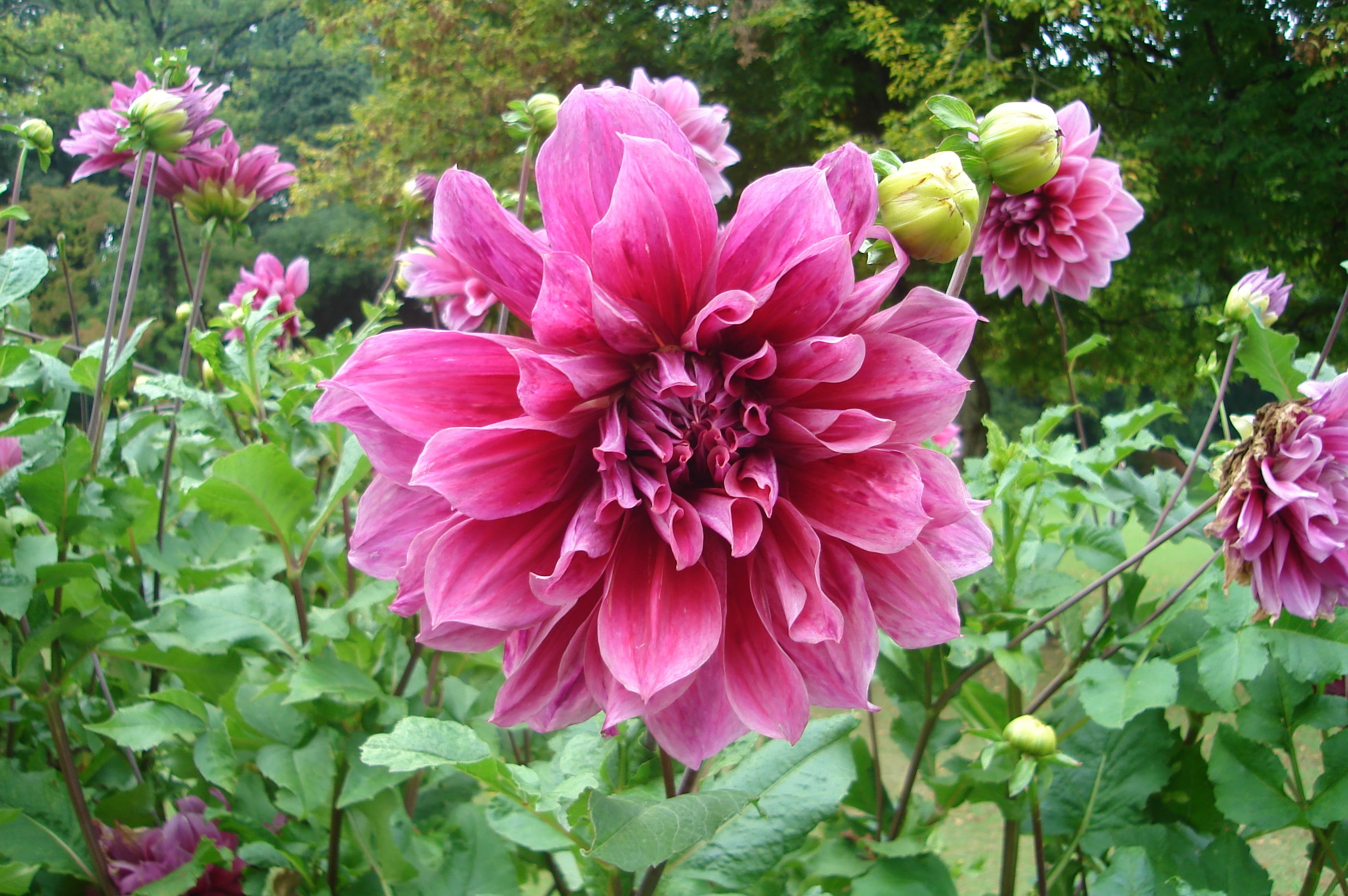 flower head, garden, close-up, nature, plant part, freshness, flowers, dahlia, inflorescence, flowering plant, flower, no people, vulnerability, plant, HD Wallpaper
