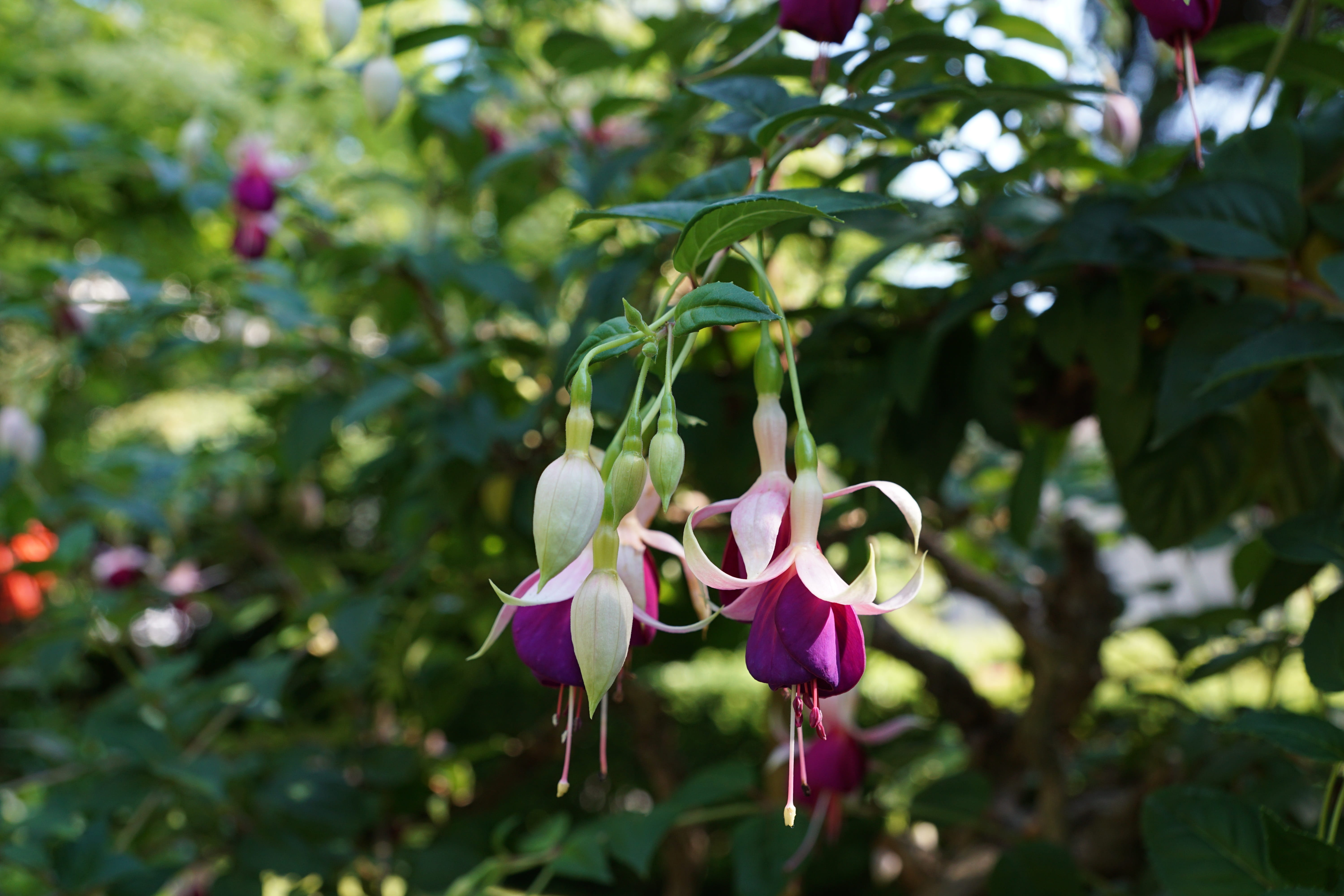 Fuchsia, focus on foreground, plant part, green color, plant, Botanical Garden, day, hanging, leaf, close-up, violet, flower head, 5K, vulnerability, petal, HD Wallpaper