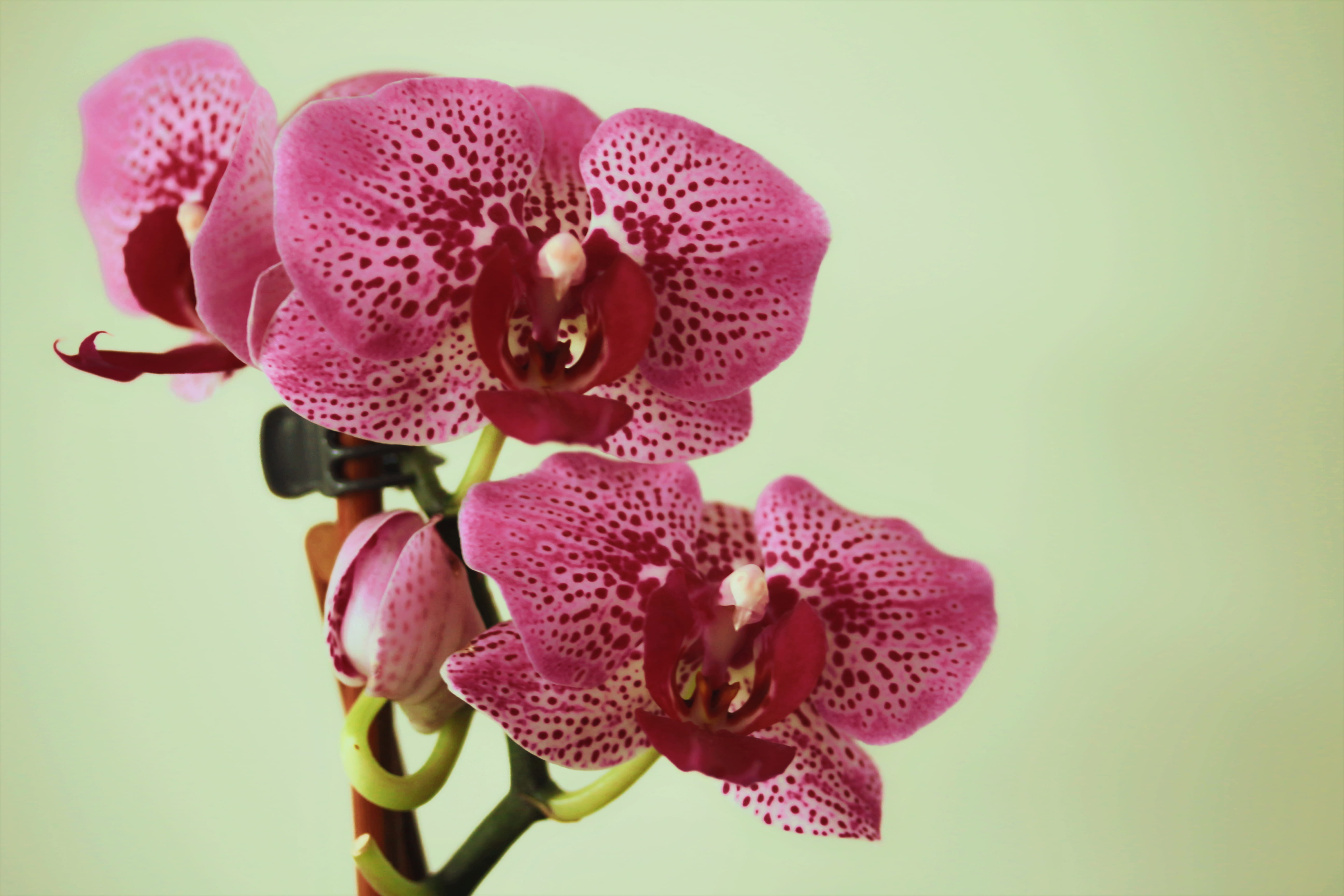 focus on foreground, purple, spa, freshness, beauty in nature, sheet, pink color, colored background, flowers, plant, growth, macro, flower, beauty, orchids, HD Wallpaper