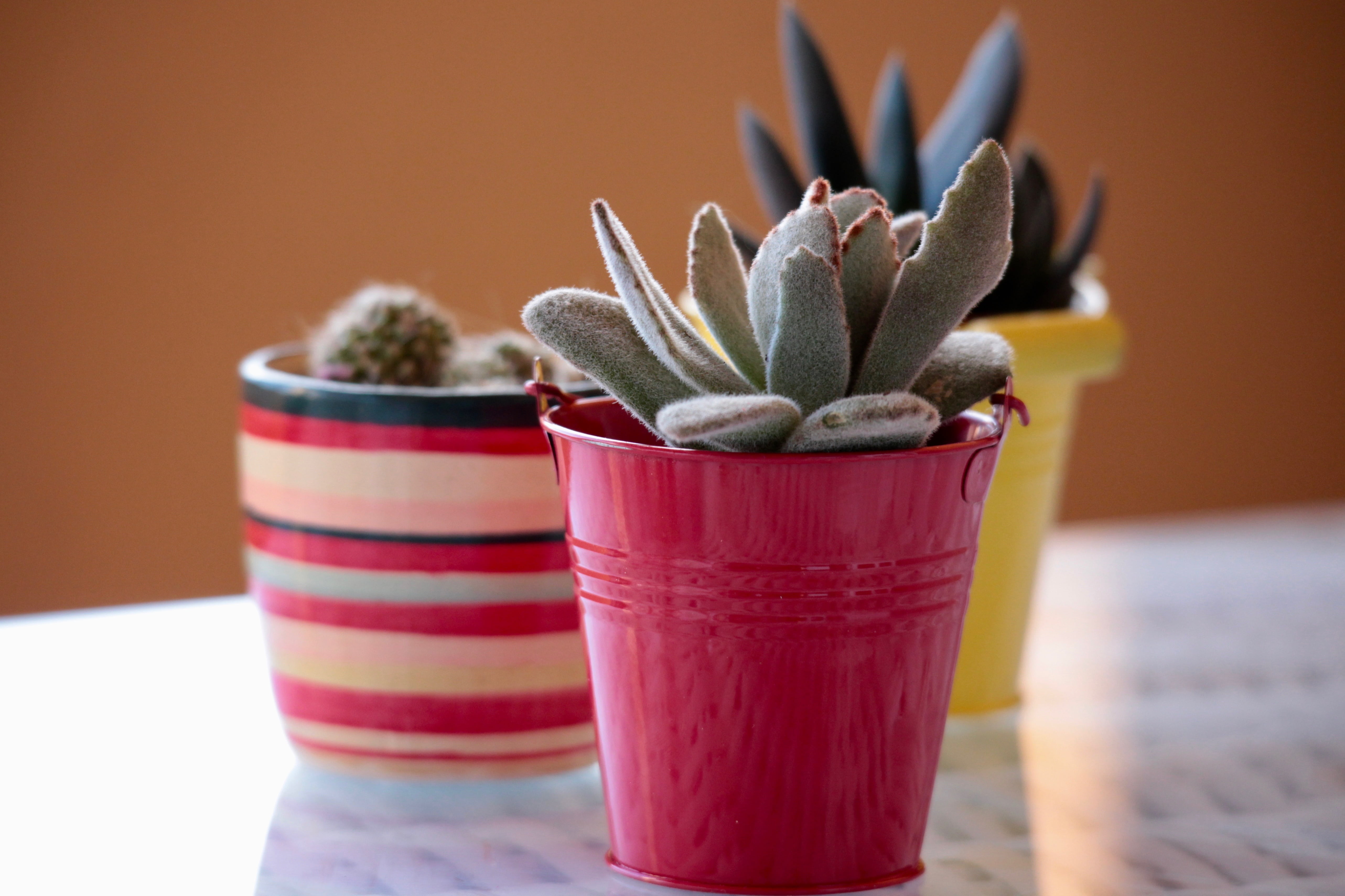 container, healthy eating, cactus, multi colored, flower, studio shot, table, fuchsia, thorns, plants, succulent plant, green, bowl, indoors, summer, plant, HD Wallpaper