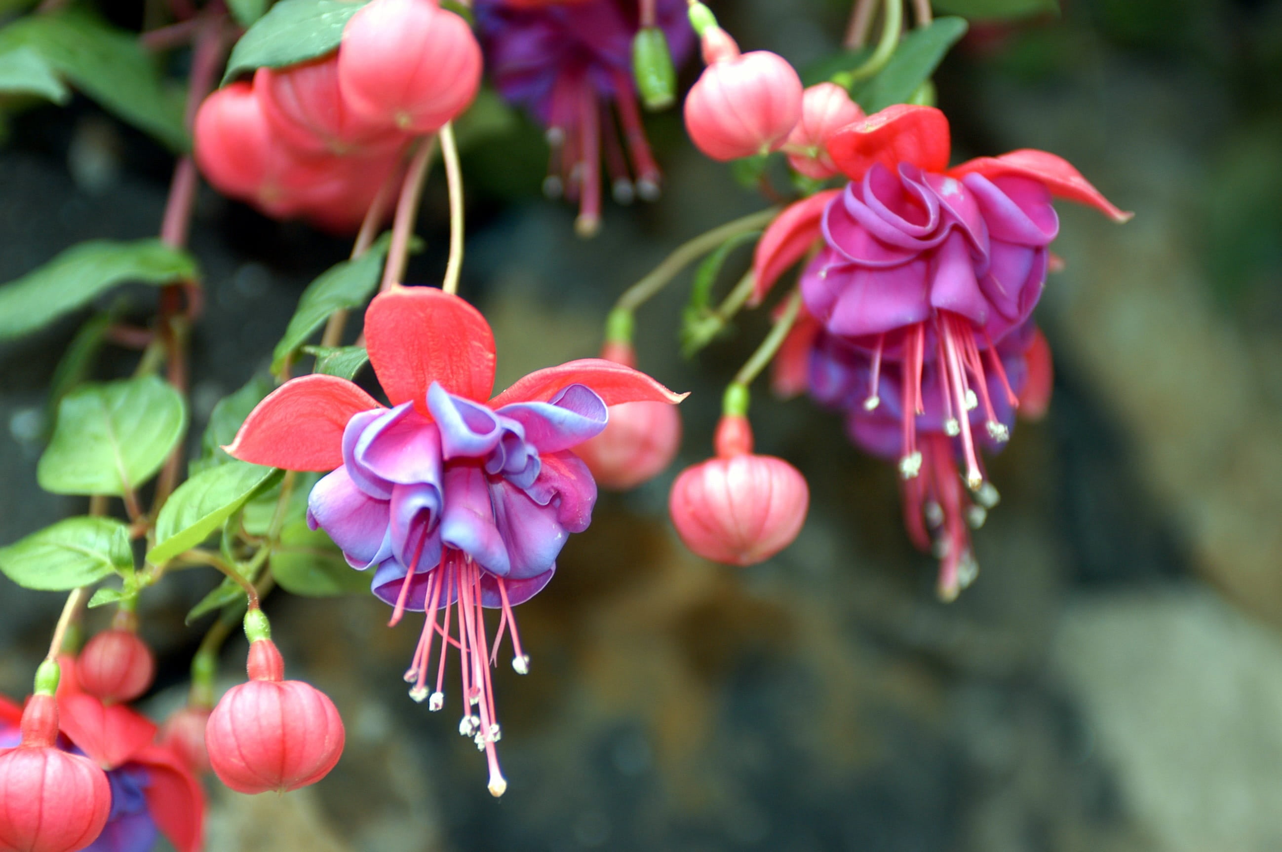 plant, growth, no people, close-up, flowering plant, petal, nature, flower head, inflorescence, fuchsia flowers, vulnerability, day, flowers, 2K, freshness, HD Wallpaper