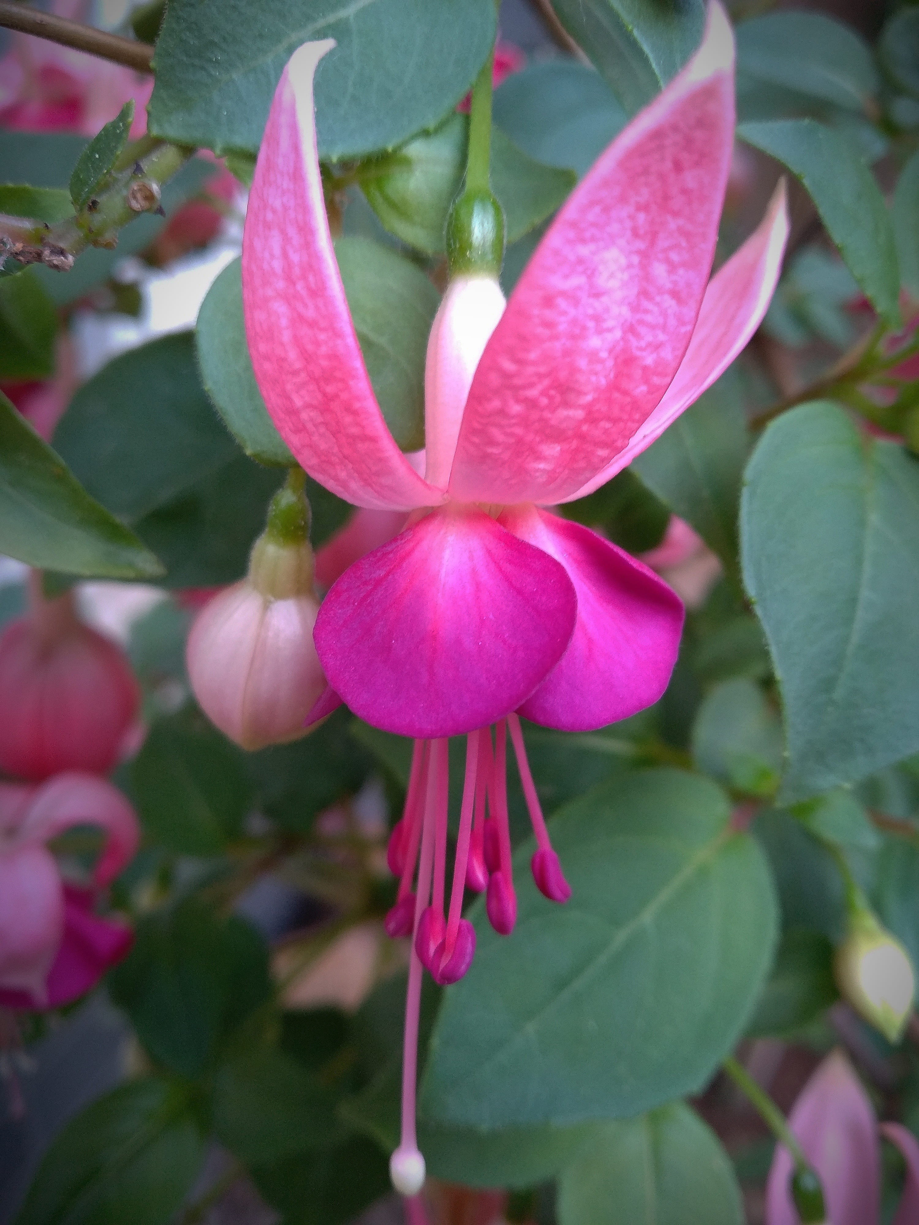 fragility, fuchsia, plant part, flowering plant, focus on foreground, freshness, pink color, flower head, close-up, garden, 4K, beauty in nature, petal, Phone HD Wallpaper