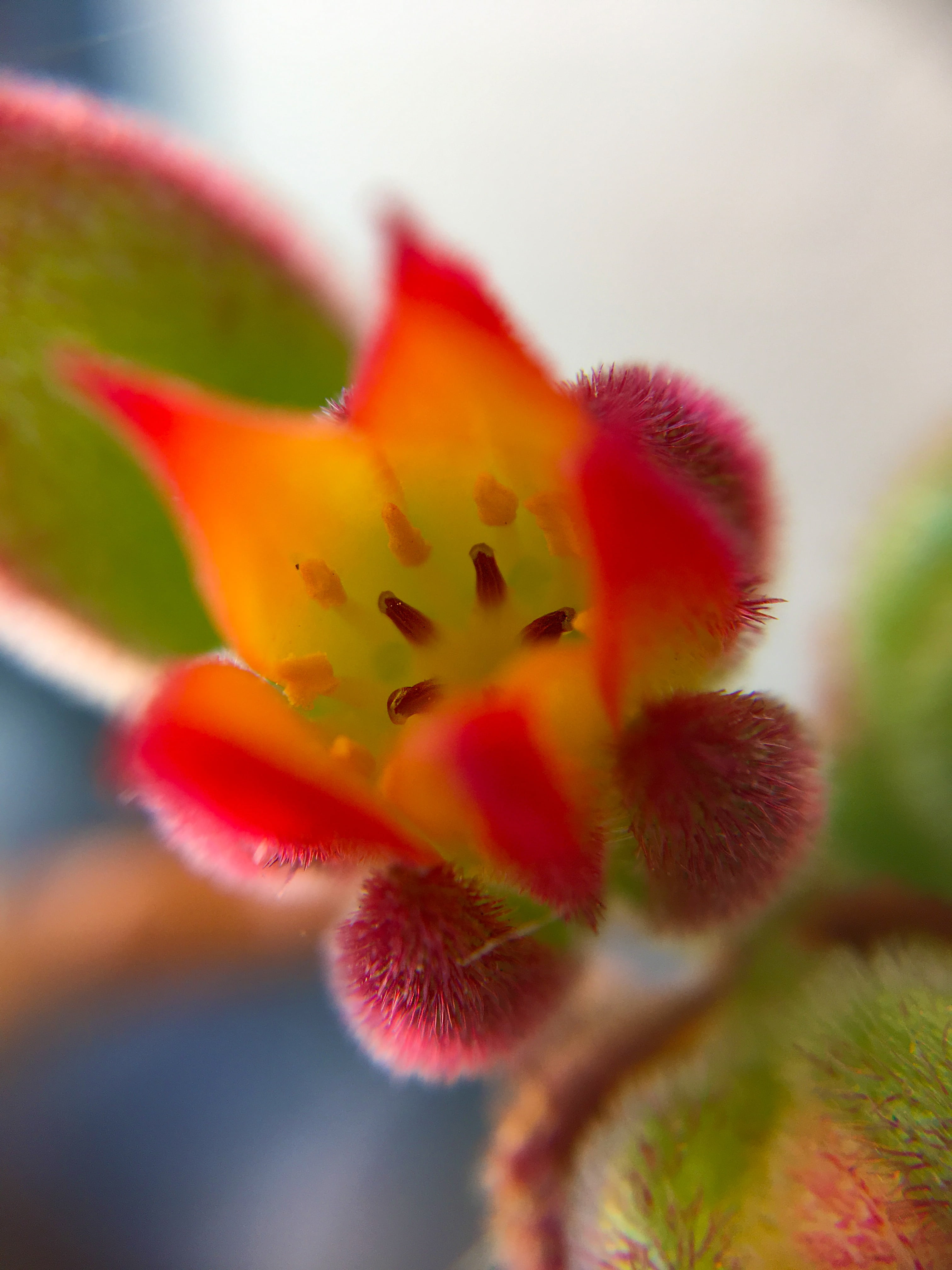 4K, succulent plant, close-up, flora, plug, no people, macro, floret, color, spring flowers, selective focus, flower, focus on foreground, fragility, wildflowers, Phone HD Wallpaper