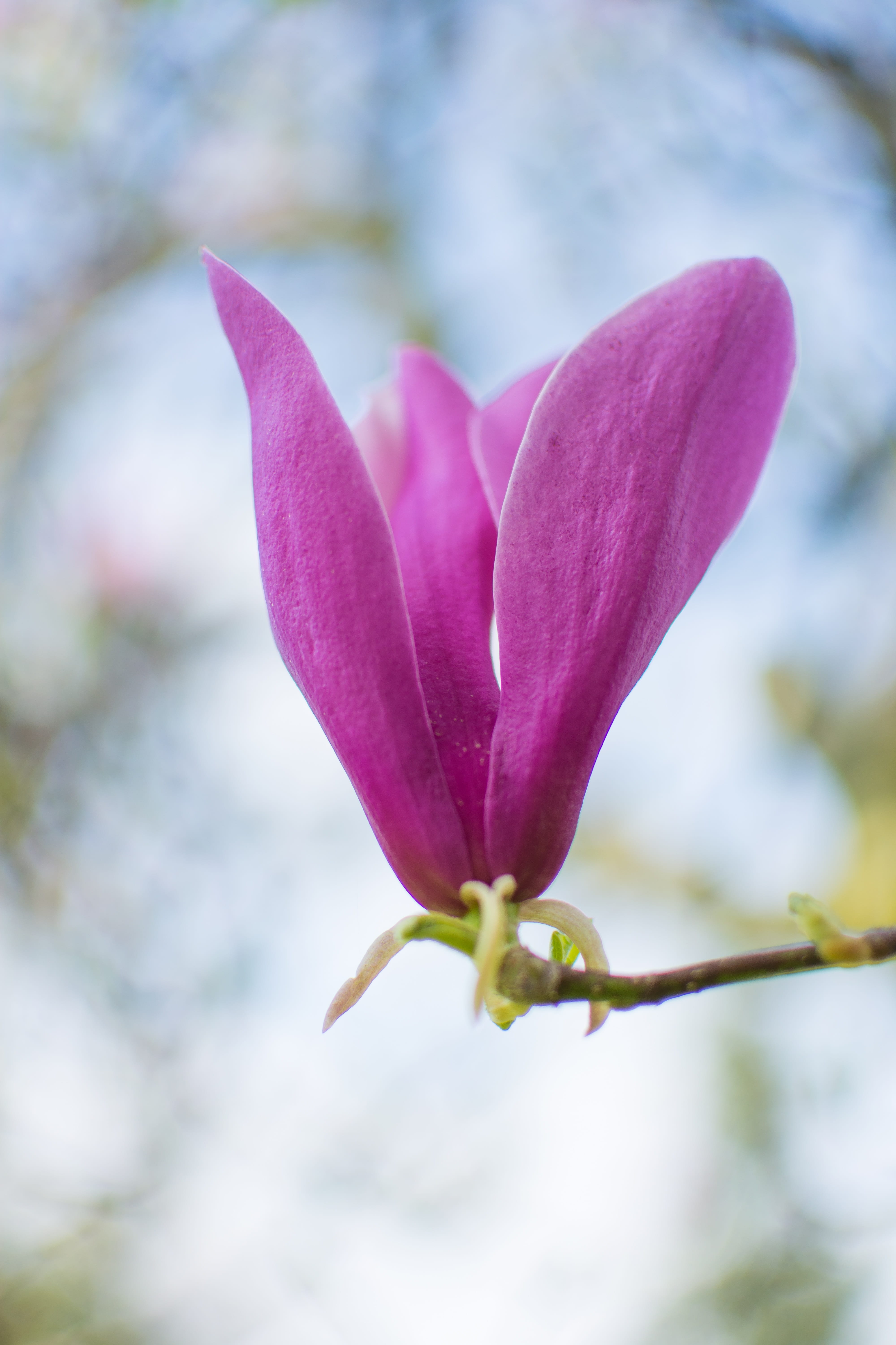 petals, fragility, plants, garden, pink color, close-up, no people, flower, floral, focus on foreground, the blossoming, flower head, magnolia, colour, Phone HD Wallpaper